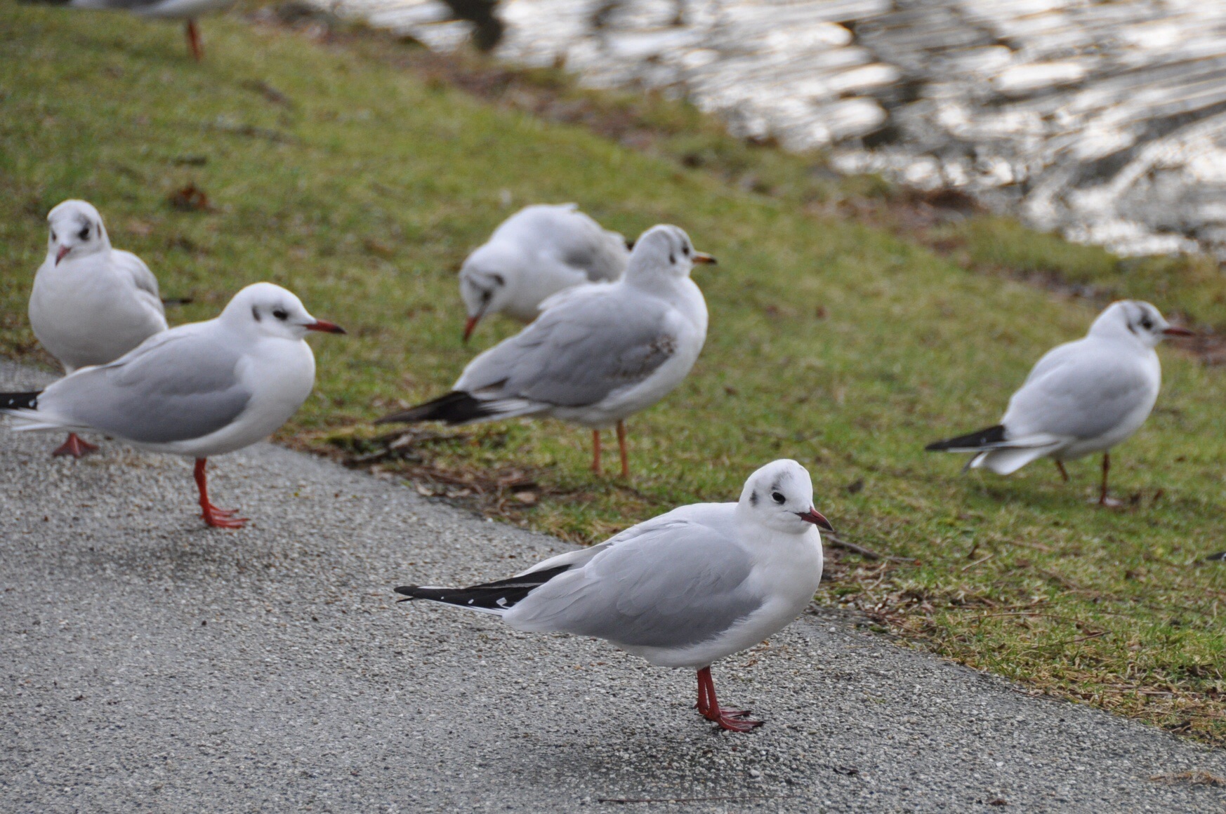 Meeuwen 3