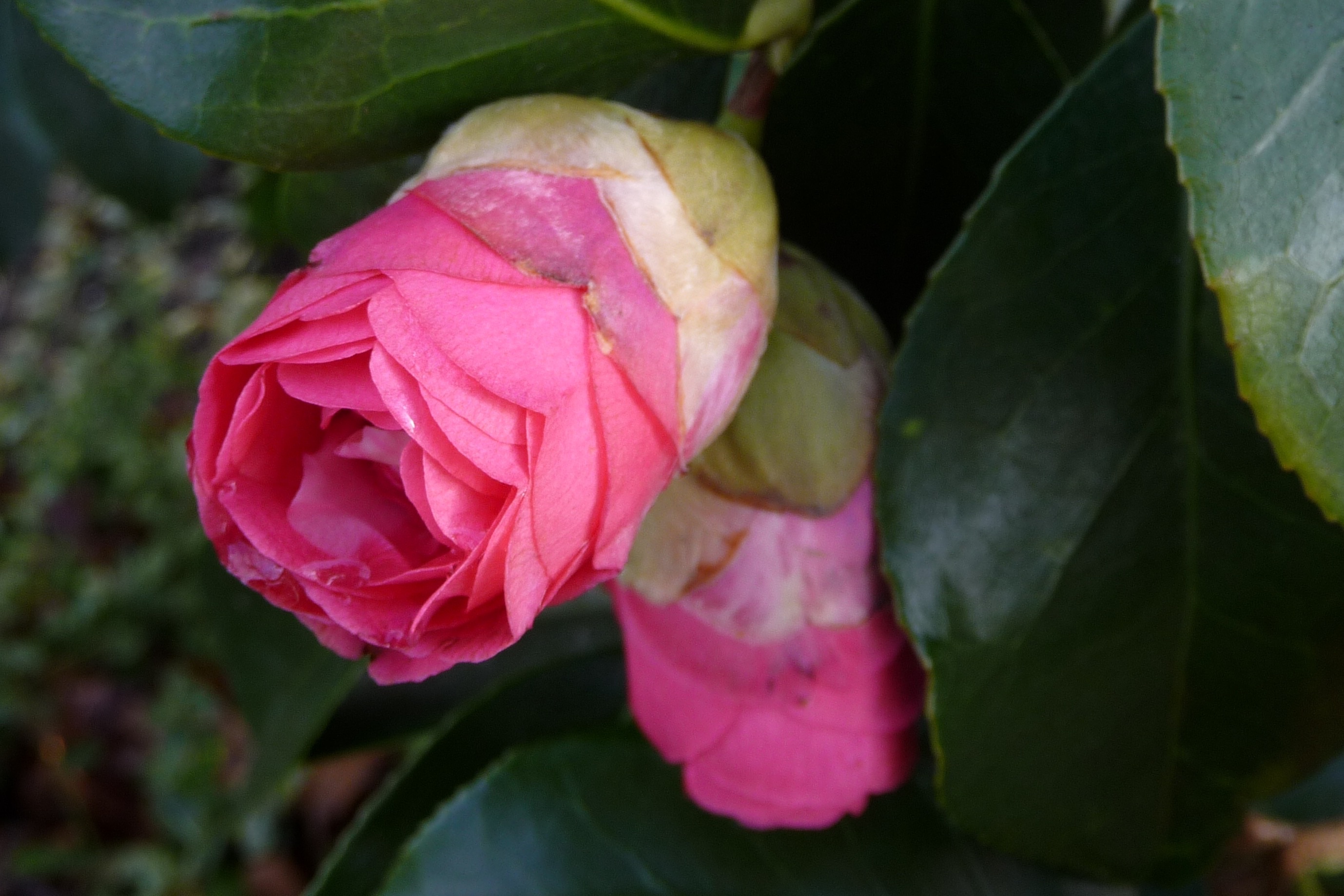 Camellia
