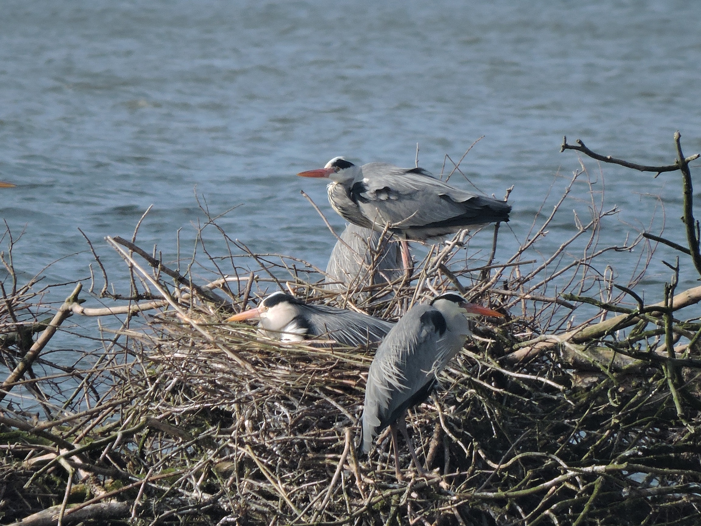 Blauwe reigers