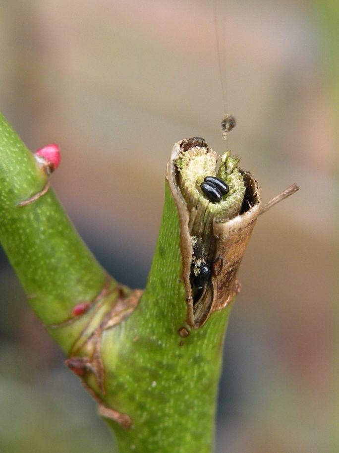 Van wie zijn deze???
