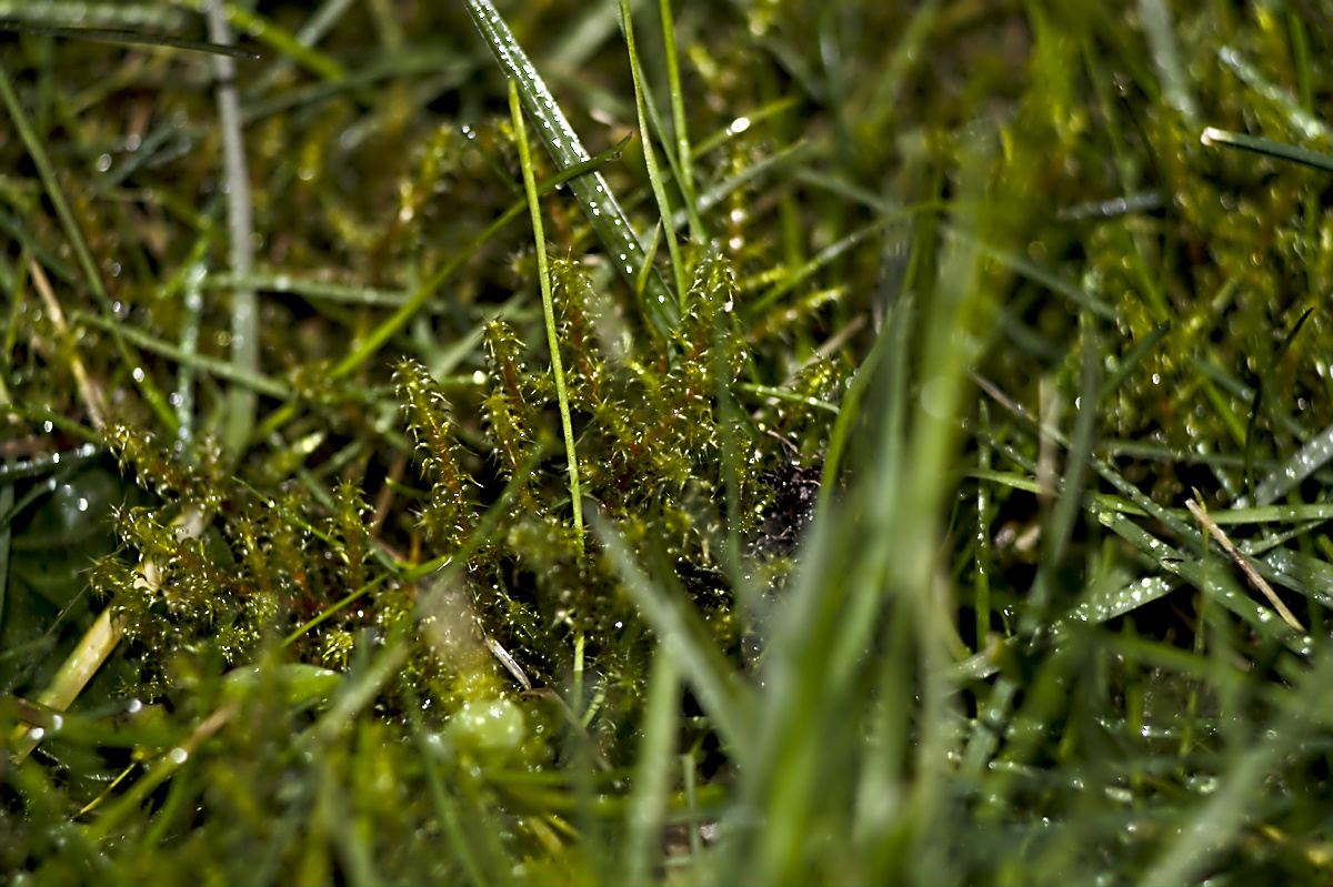 in het gras