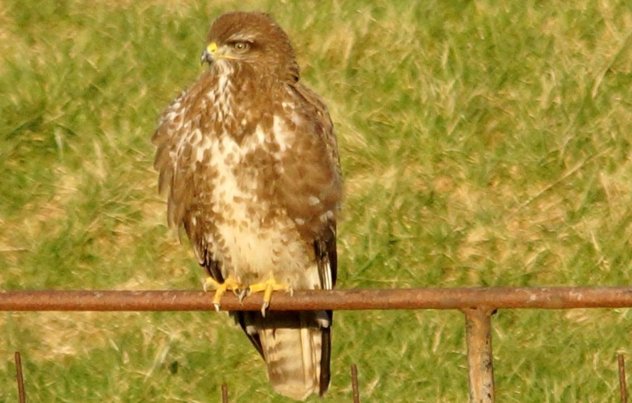 Buizerd 2