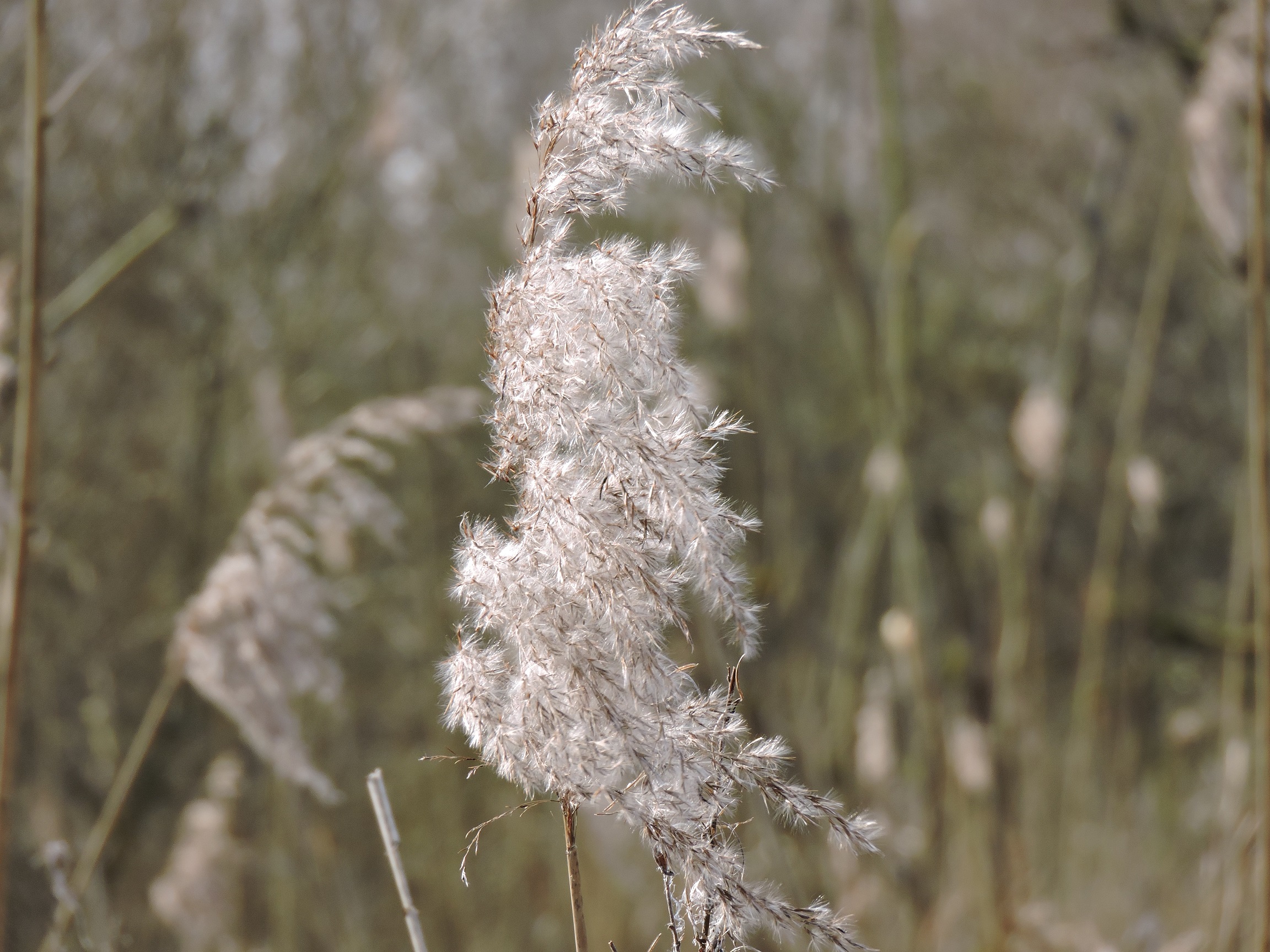 Natuur