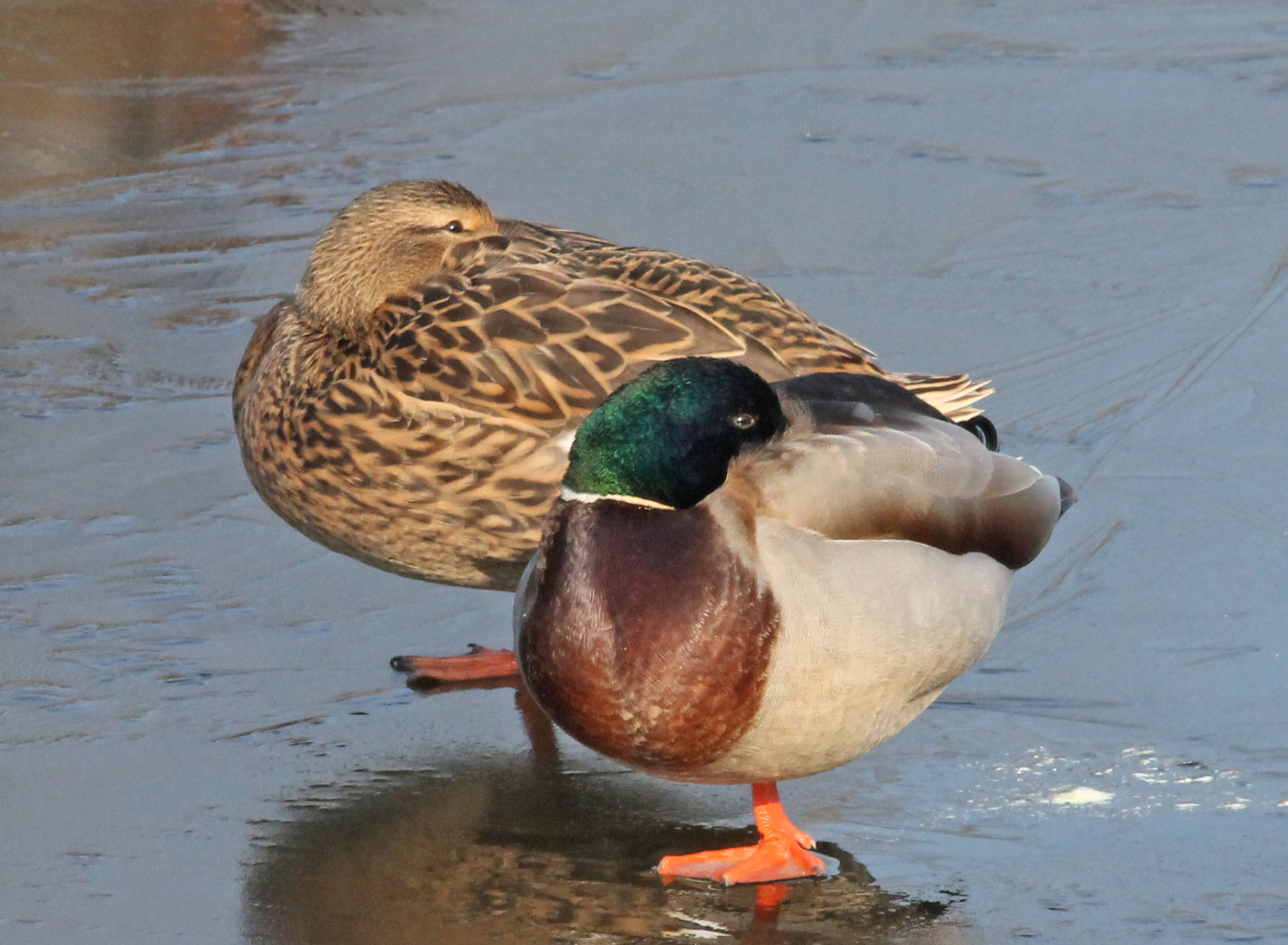 Koppel wilde eendjes