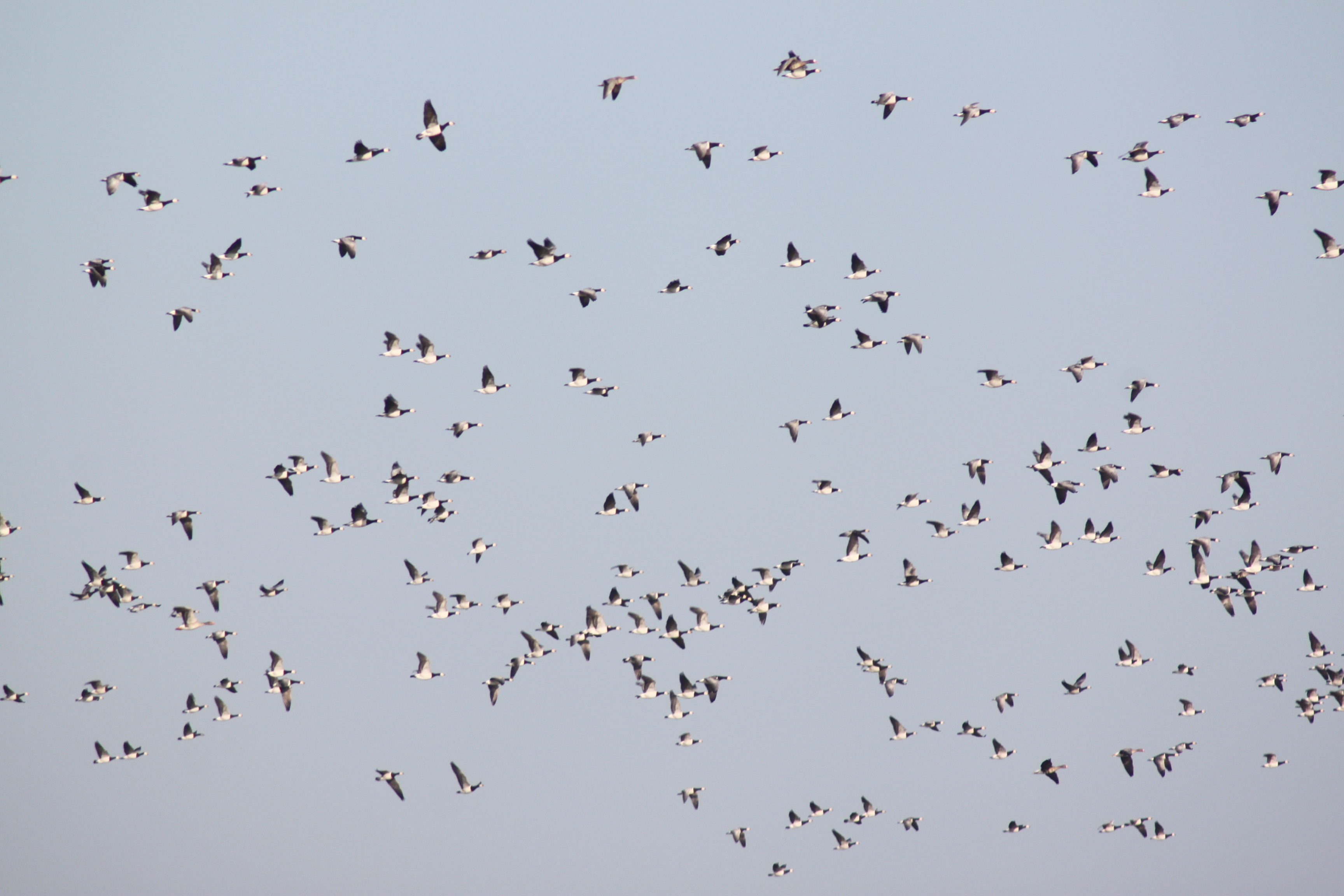 Honderden brandganzen