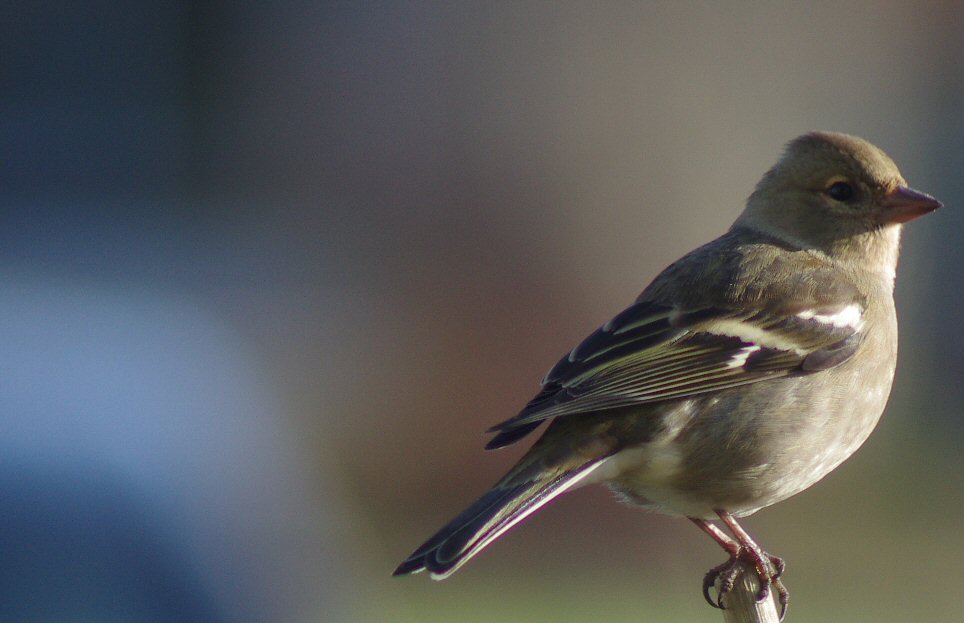 Vink