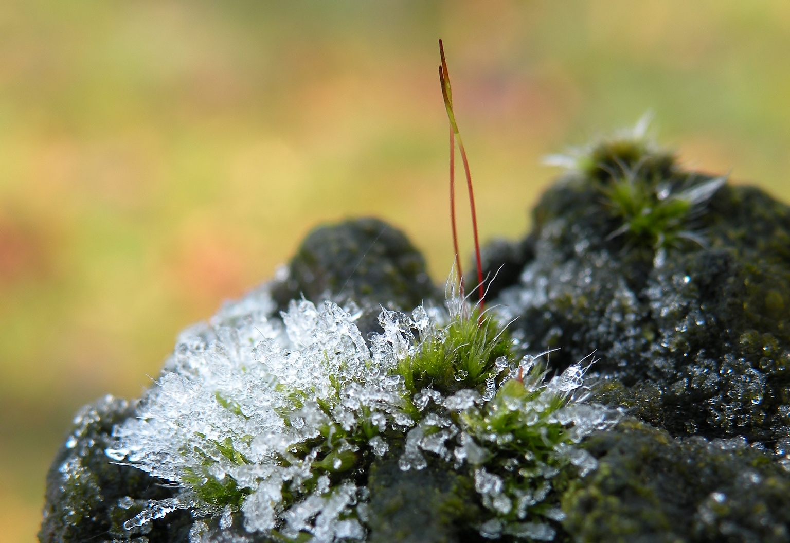 De wondere wereld van mossen