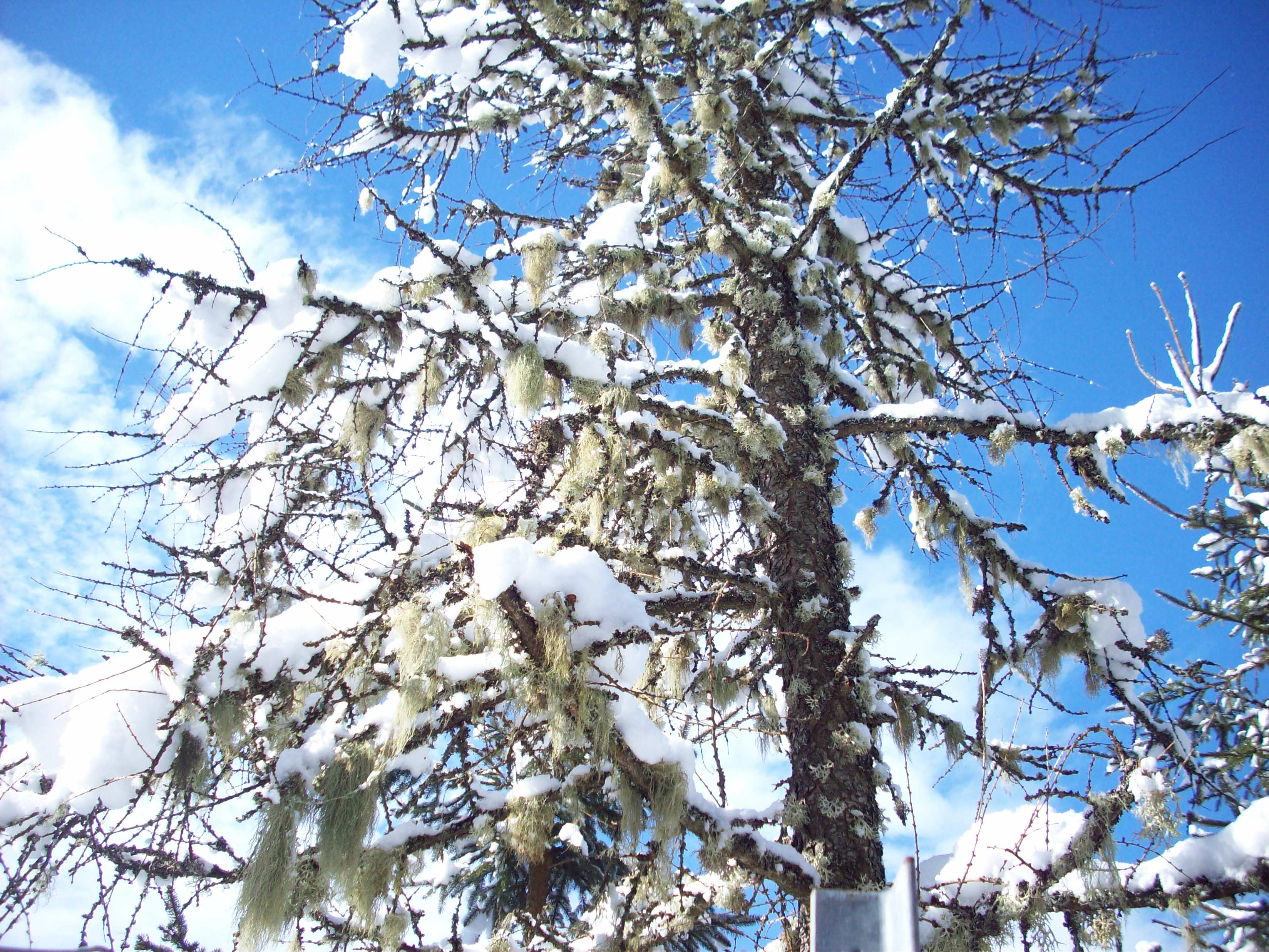 boom begroeid met hangend mos (Flachau, Oostenrijk)