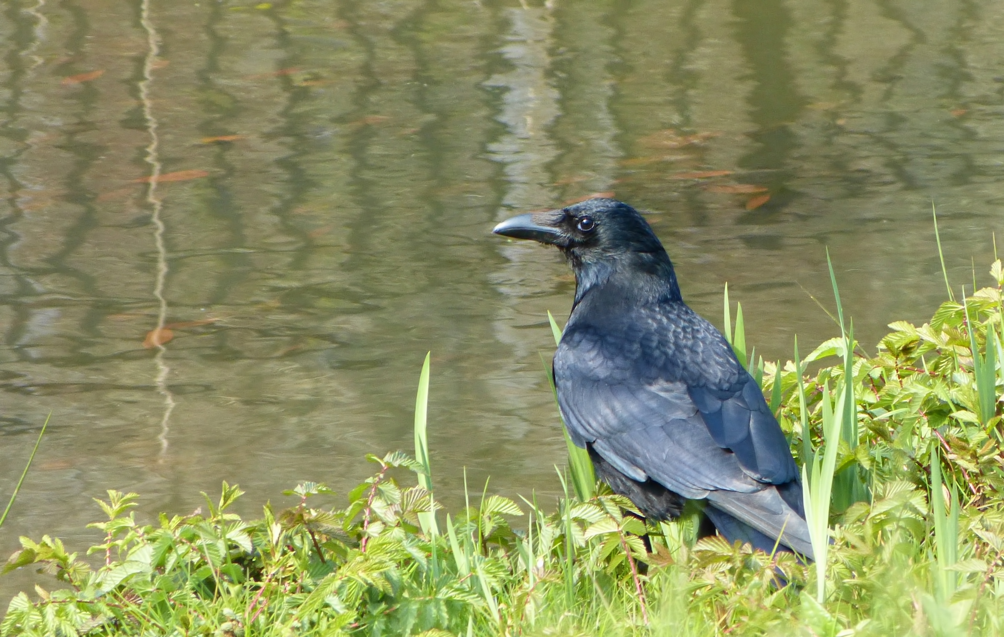 Corvus corone