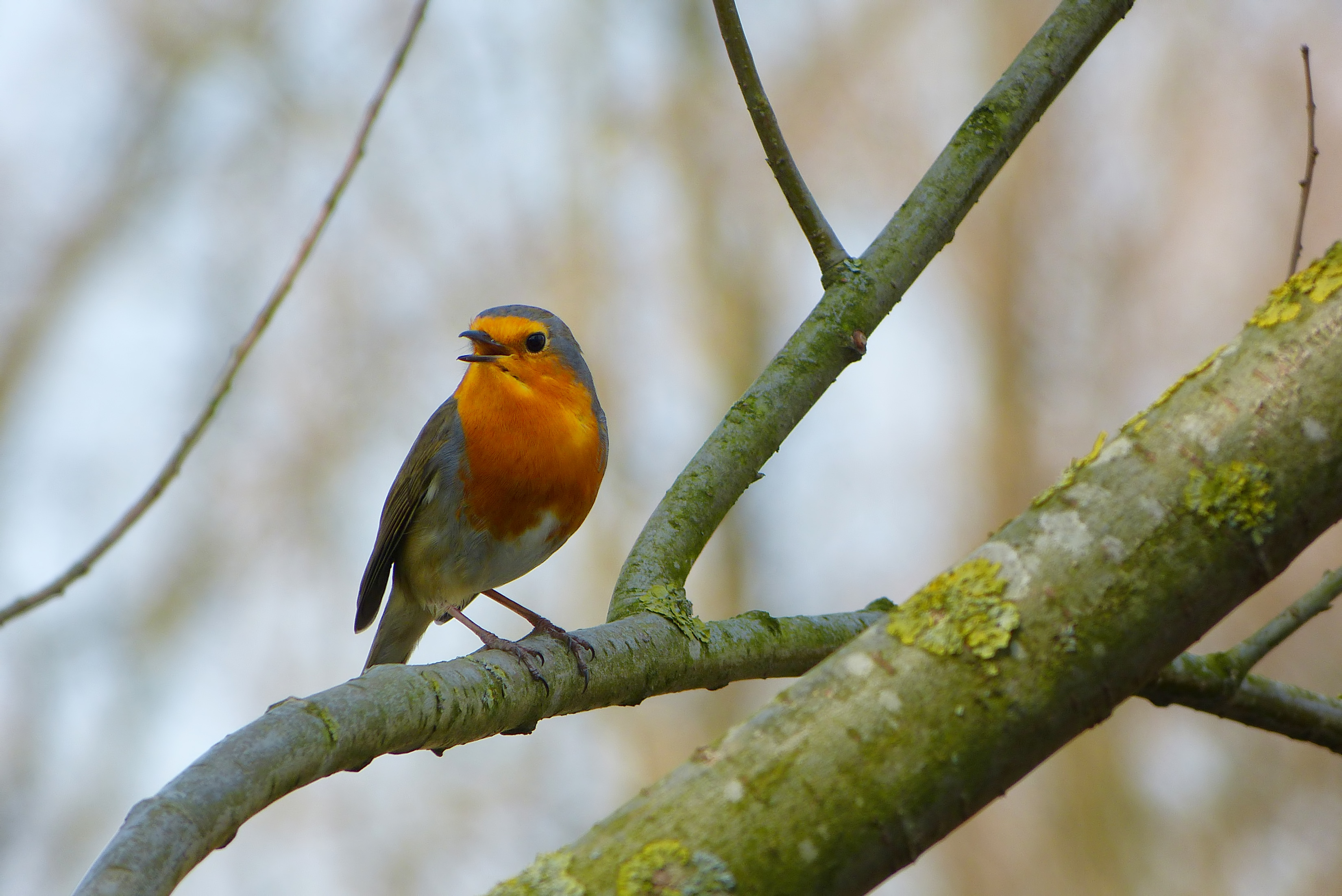 Uit volle (rood)borst