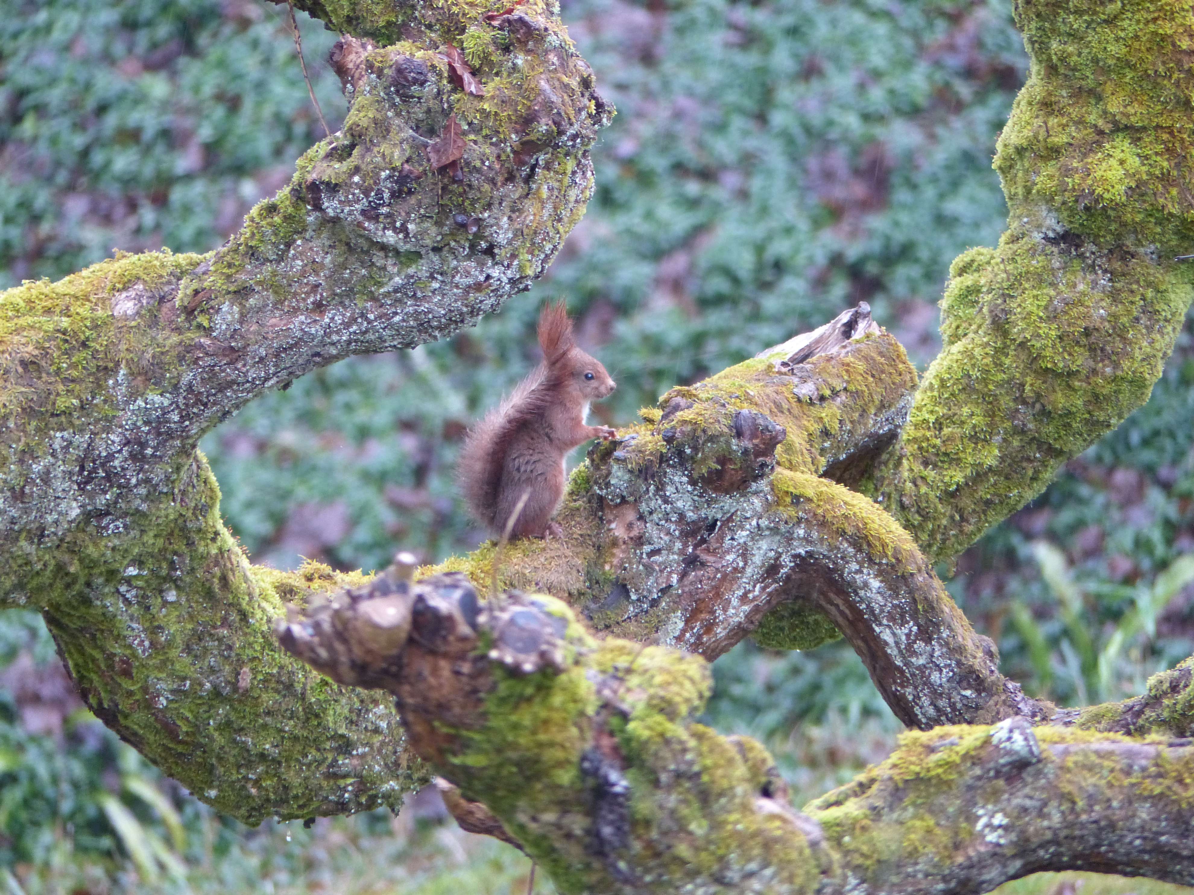 Eekhoorn...in mossige catalpa