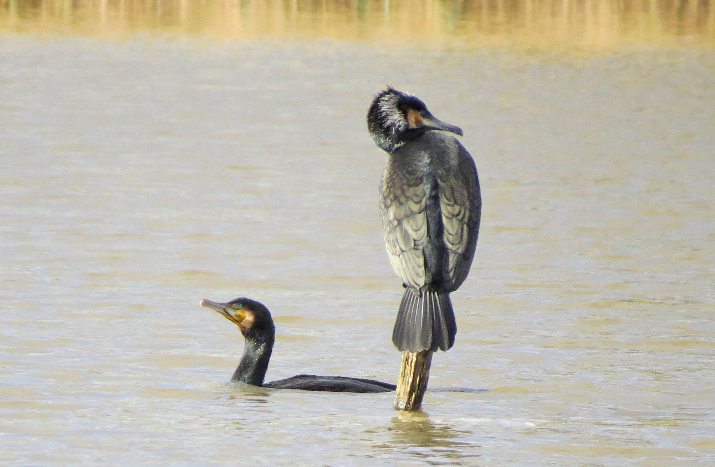 Geen belangstelling!