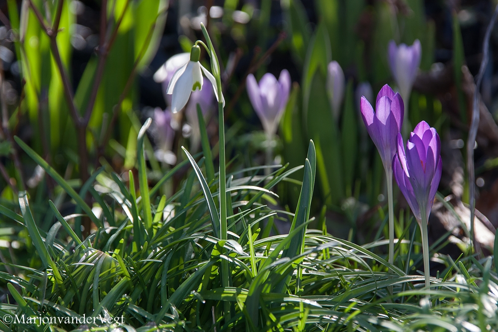 Voorjaar roept ons aan