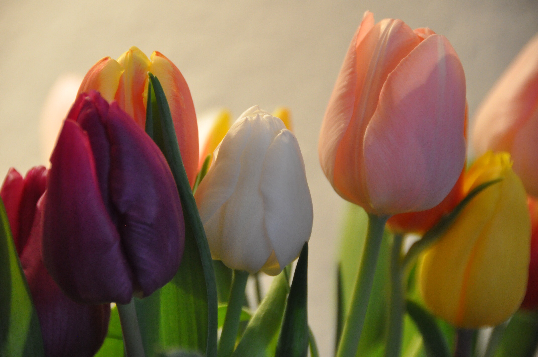 Tulpen 2