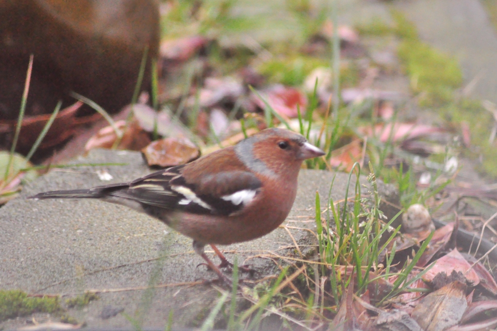 vink (man)