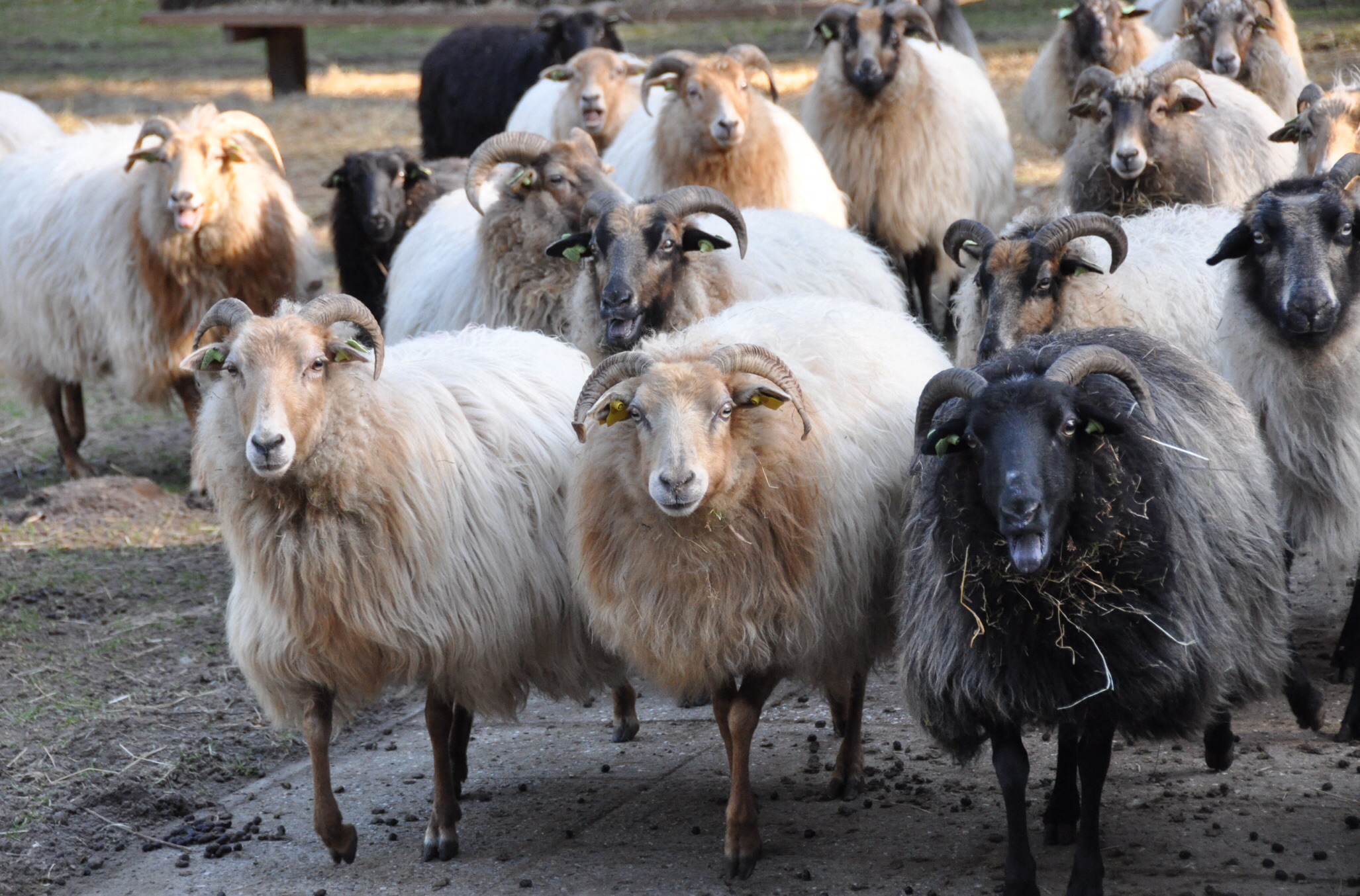 Drentse heideschapen