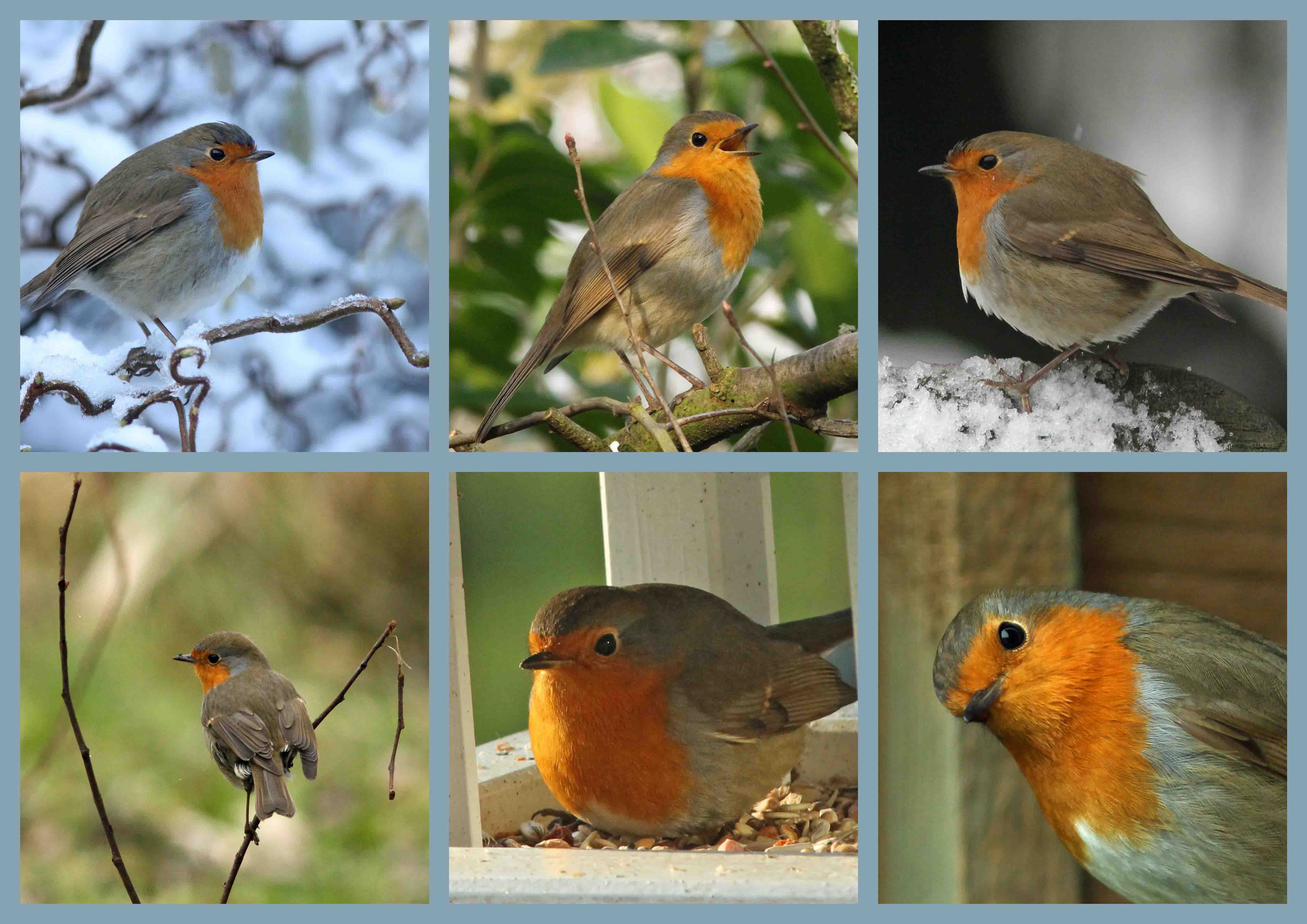 Roodborstjescollage