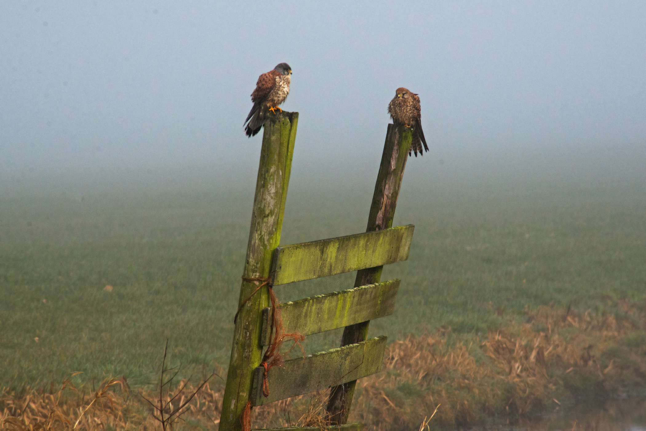 Torenvalken in de mist.
