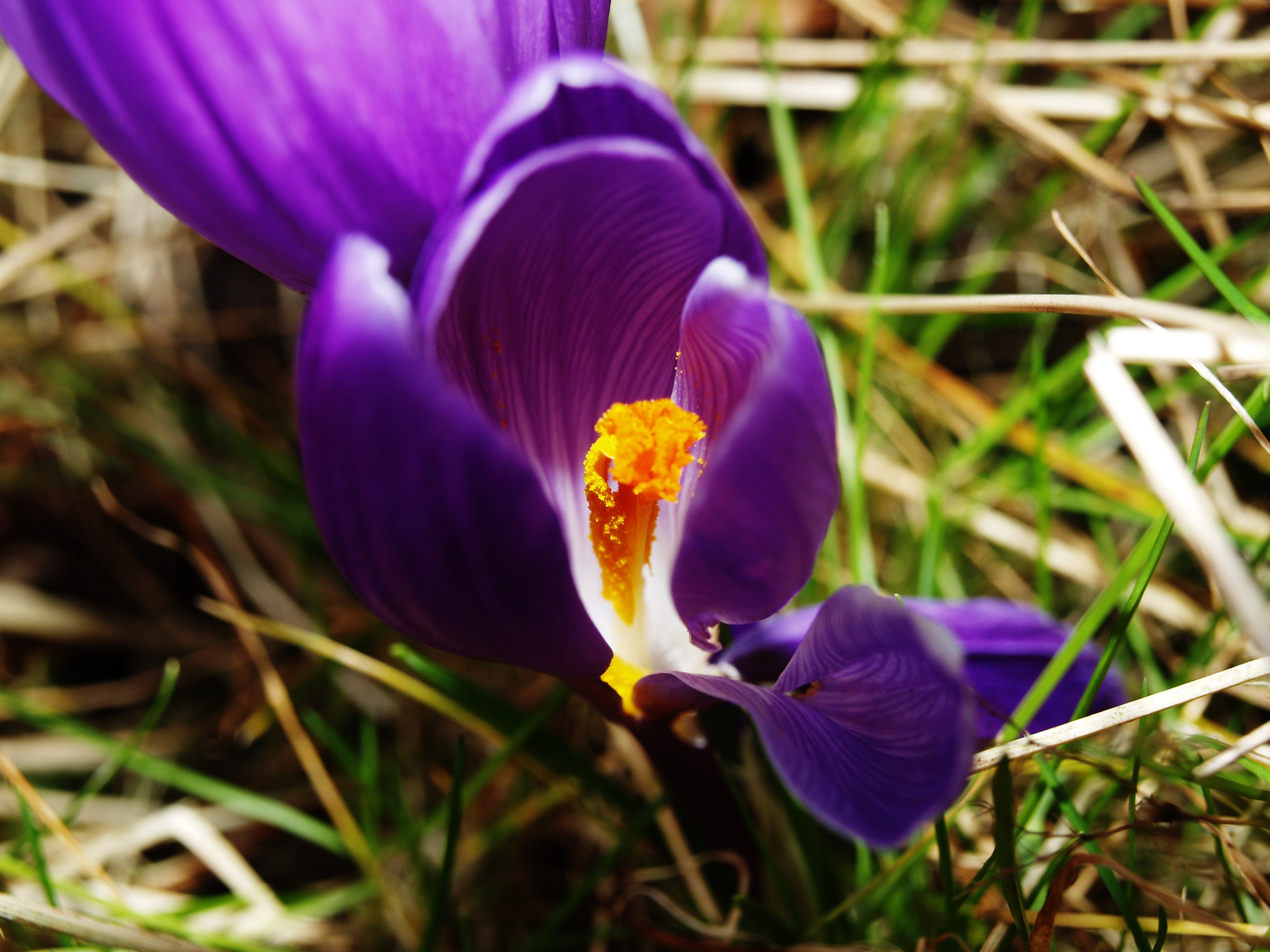 crocus
