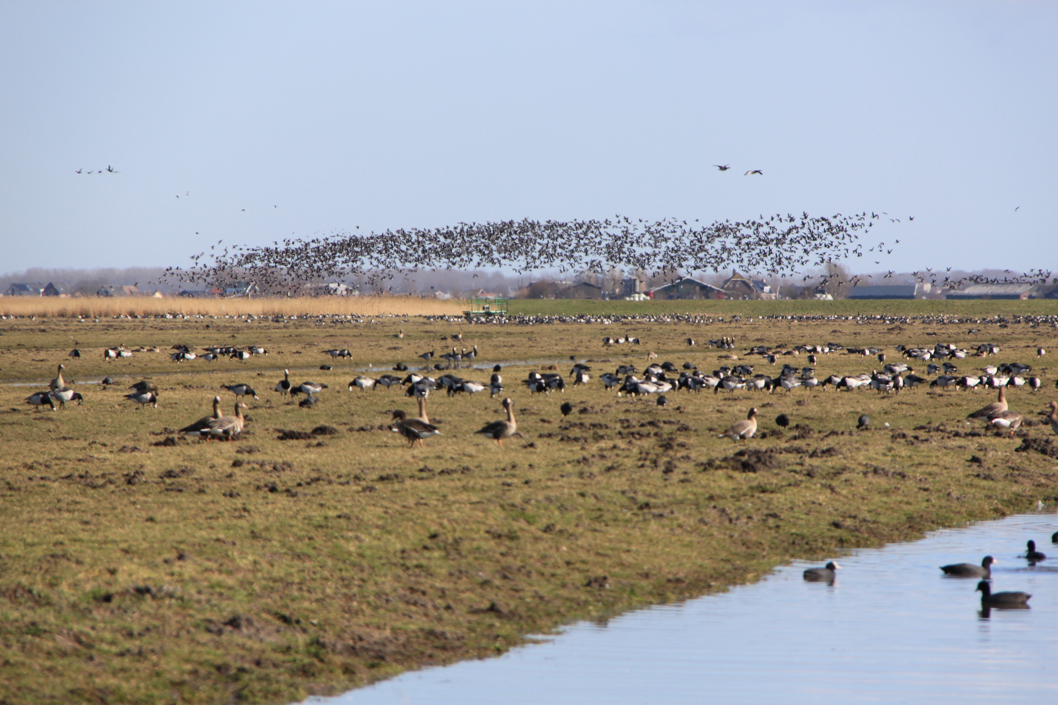 Tienduizenden ganzen