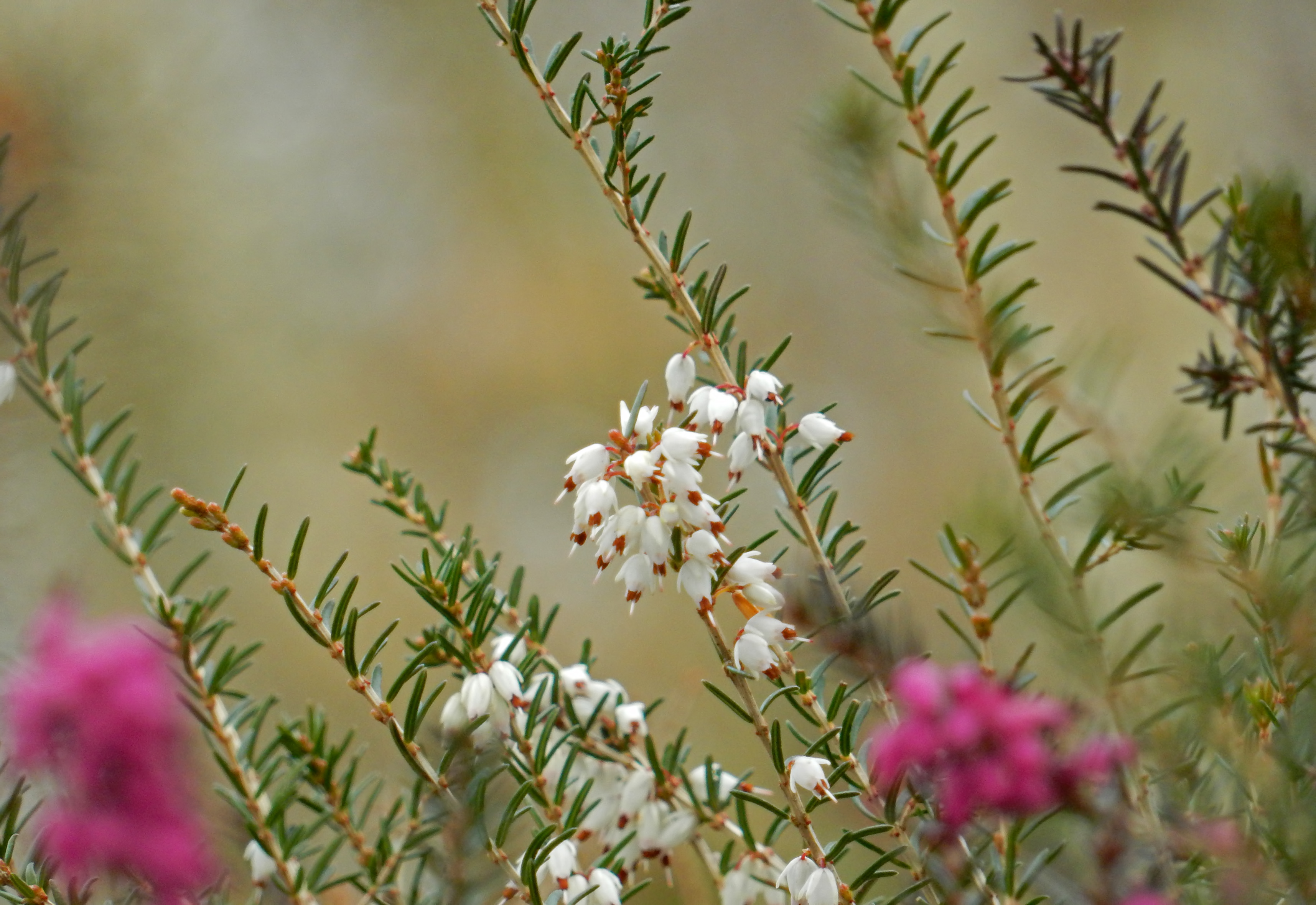 Bloeiende heide