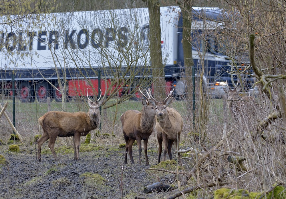 Herten OVP tegen de rand