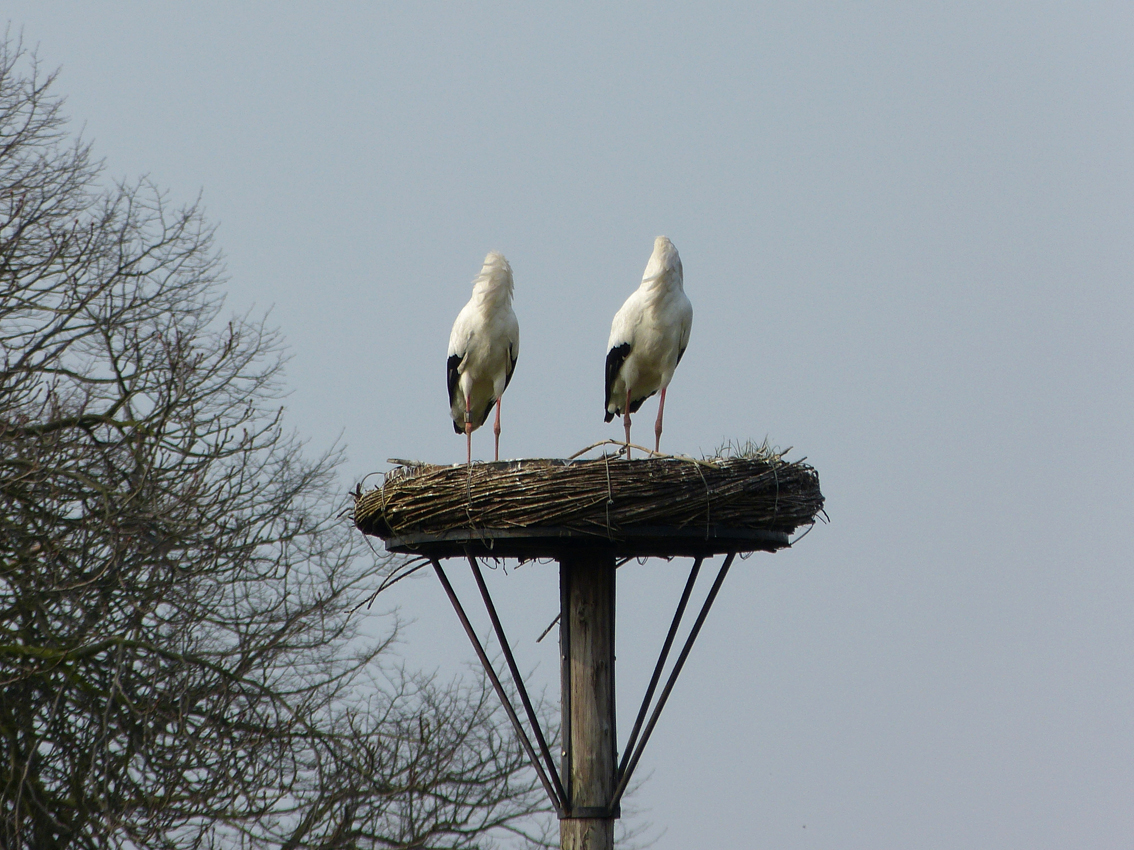 Als-een-kip-zonder-kop