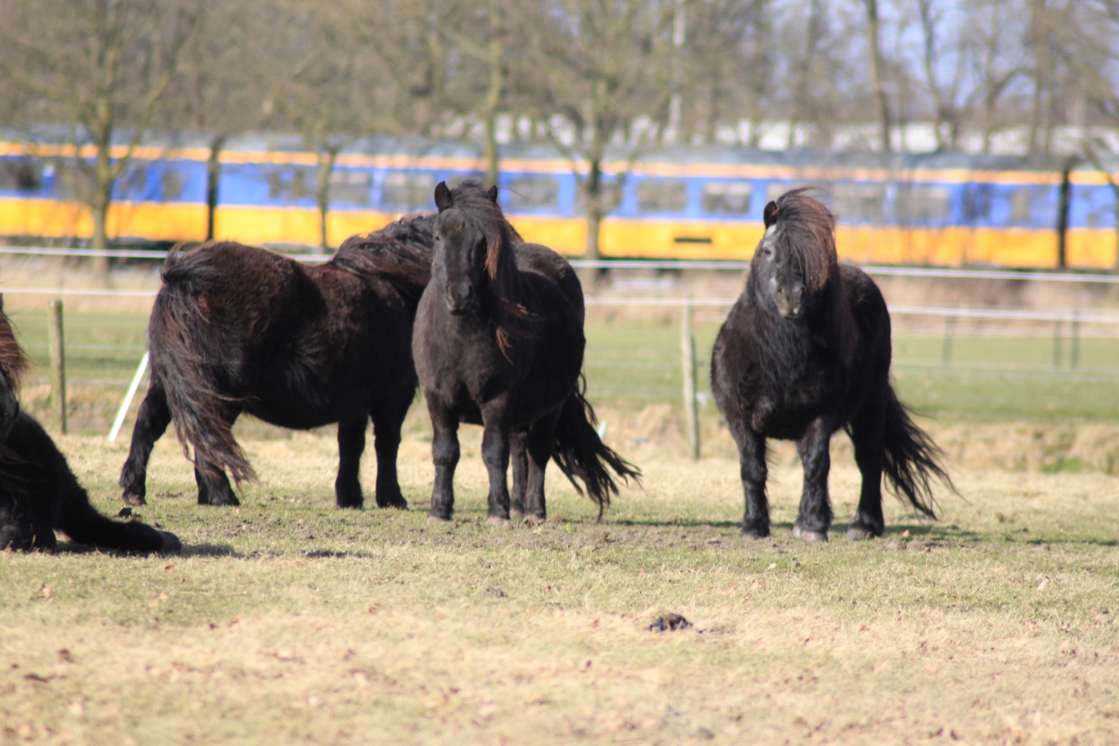 Zwarte ponnies