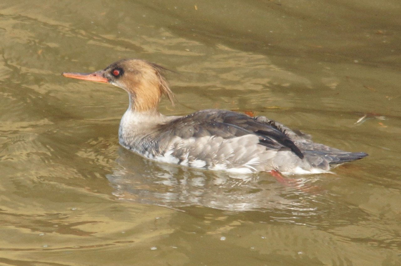 Middelste zaagbek vr