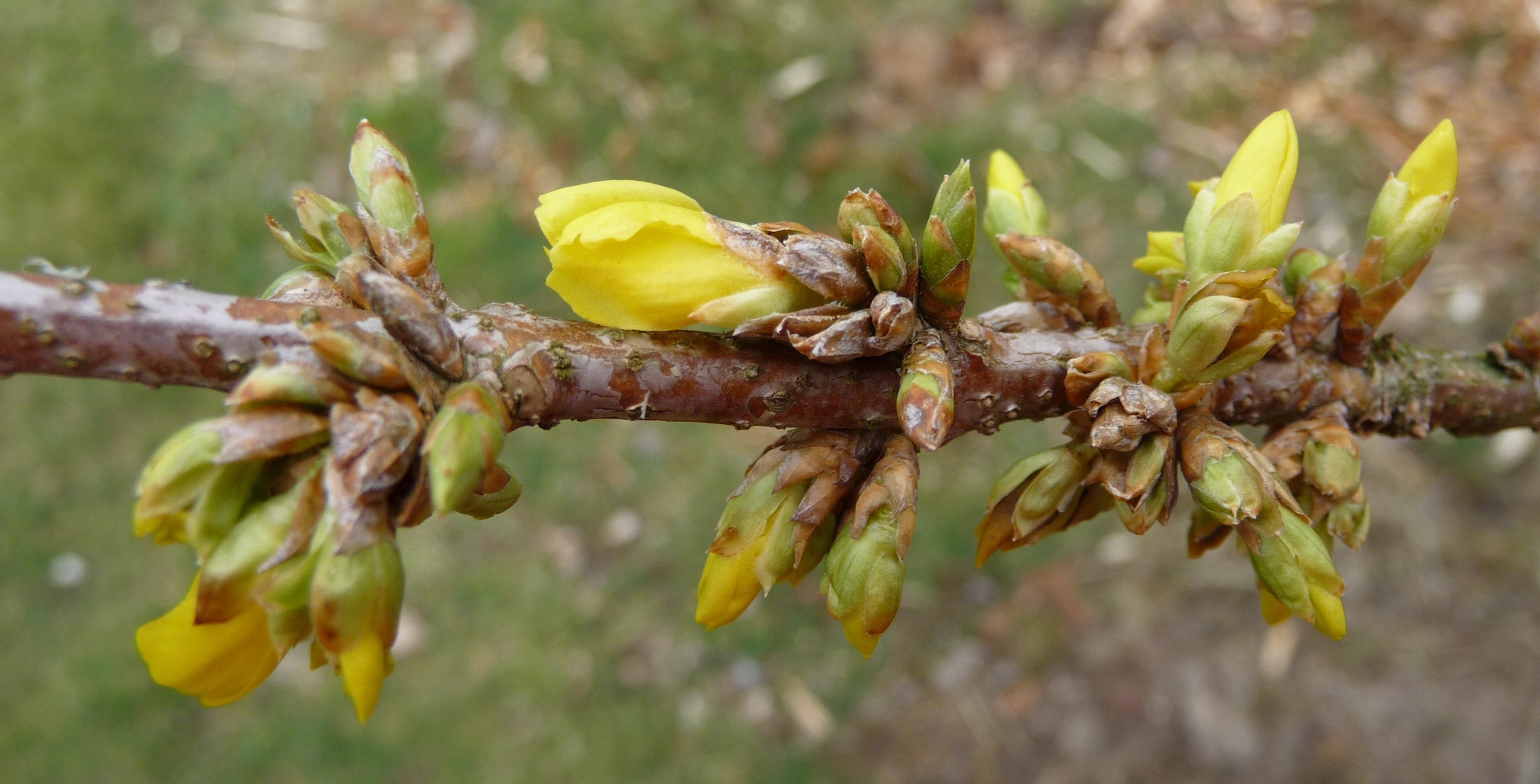 Forsythia