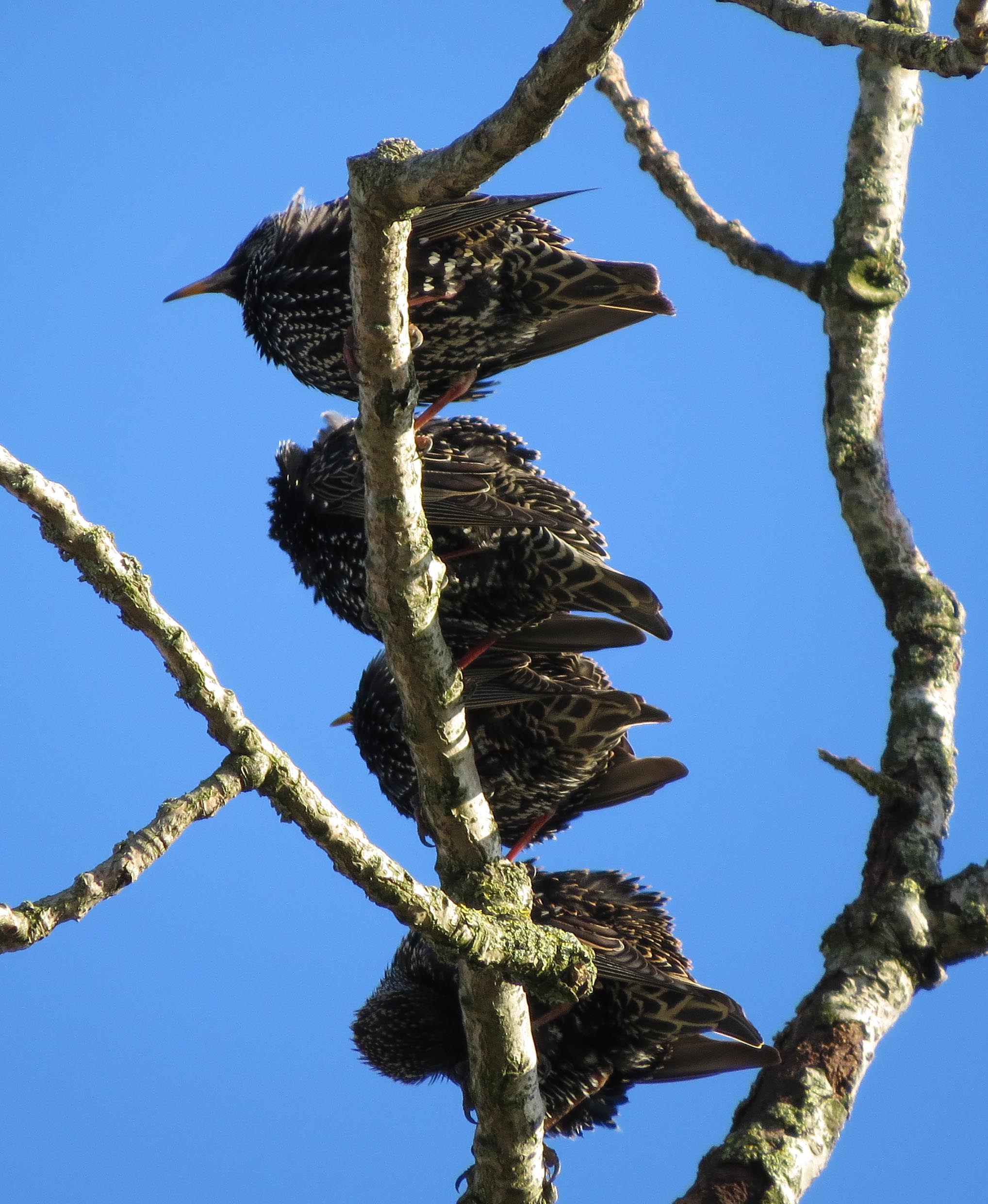 Ook van onderen mooi..