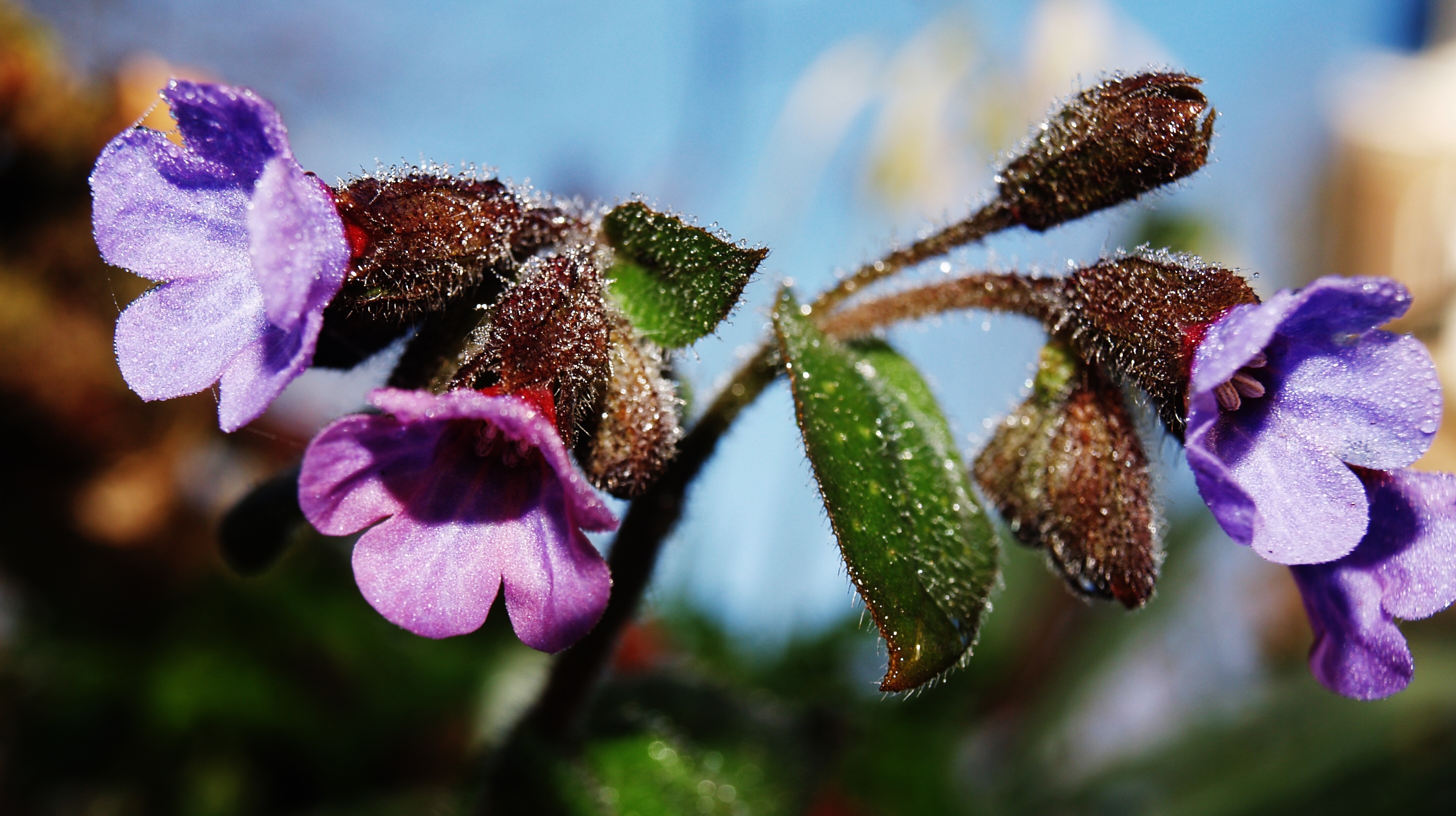 bloemen