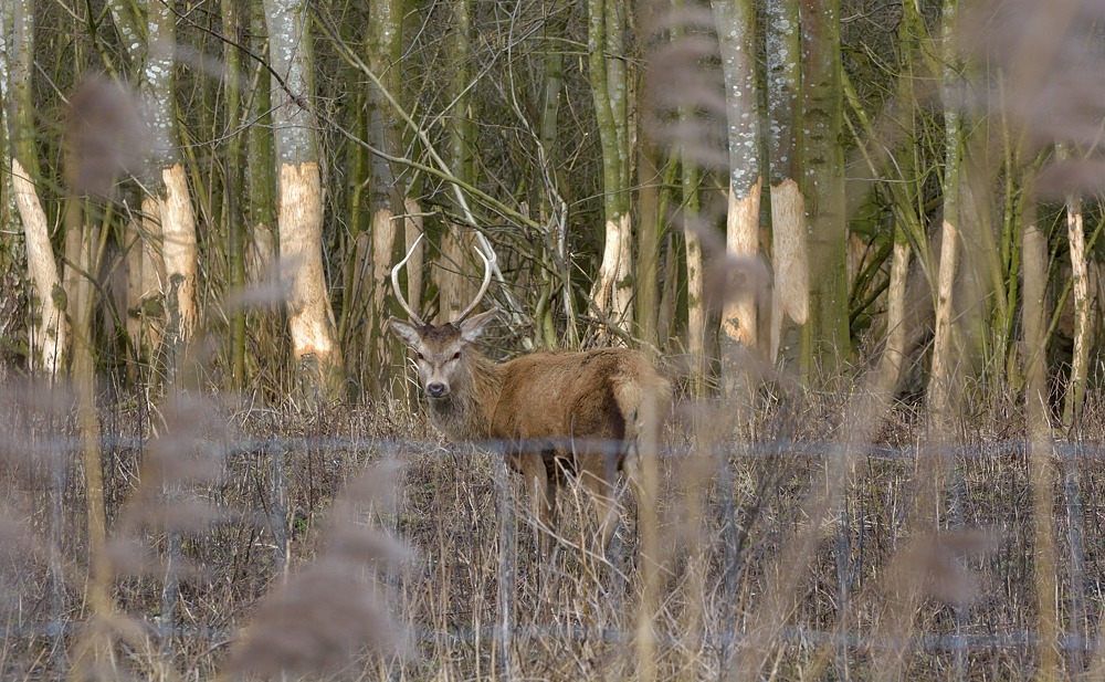 Voorjaar in de Oostvaardersplassen