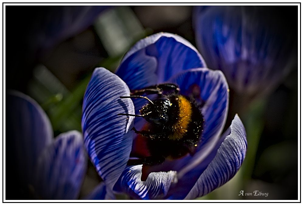 Hommel