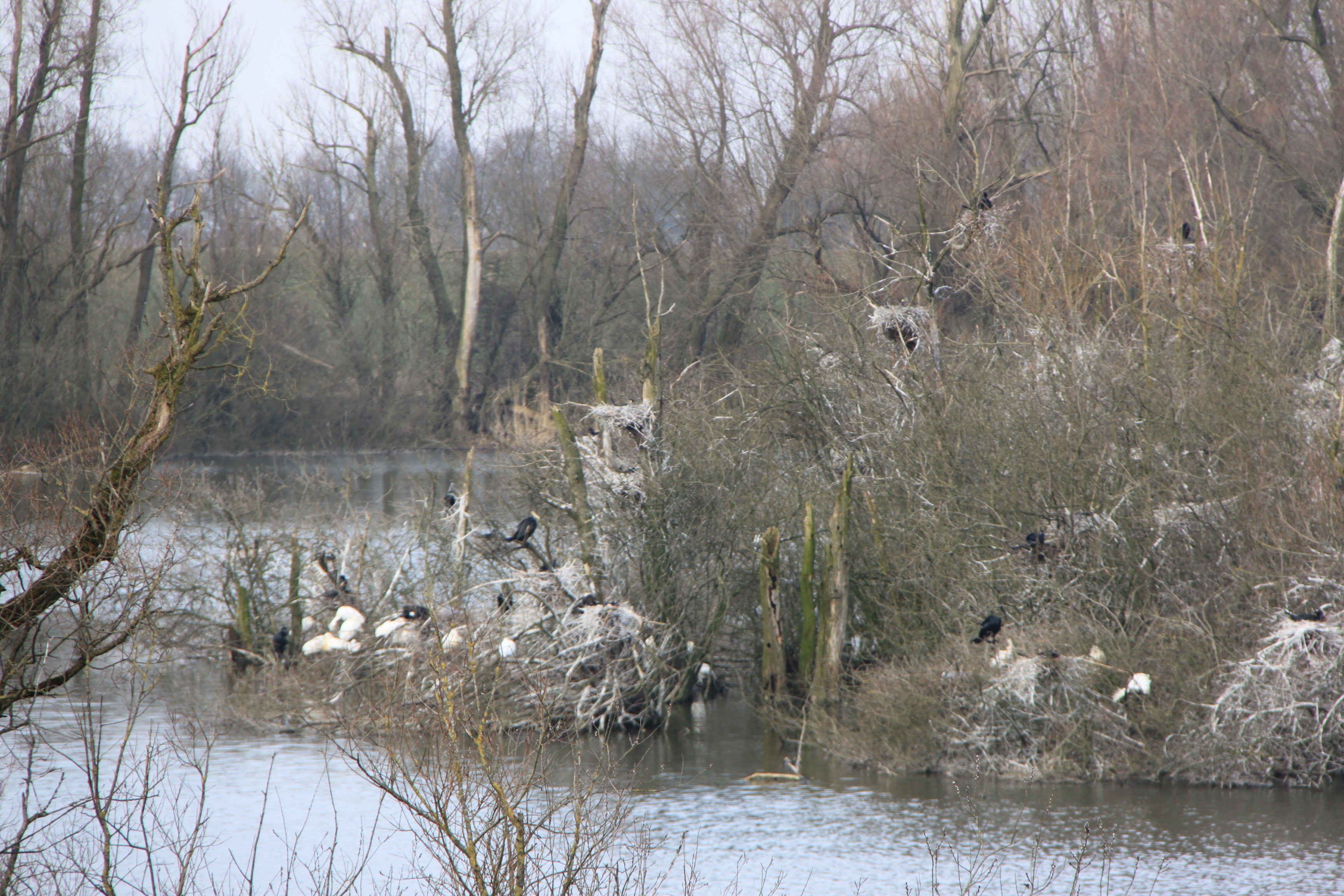Lepelaars en Aalscholvers