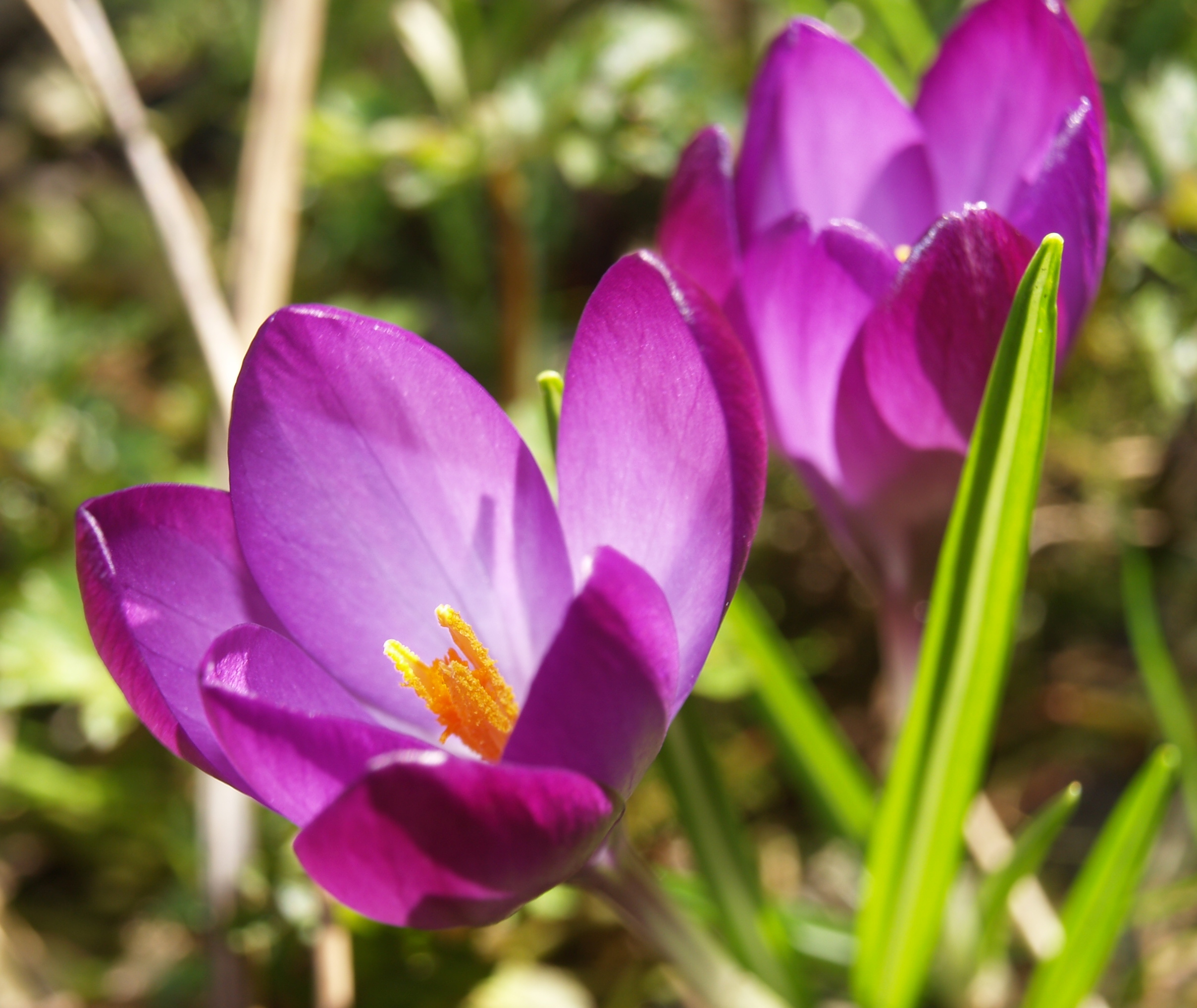 crocus 2