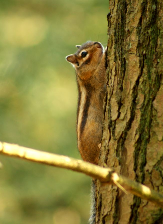 Siberische grondeekhoorn 