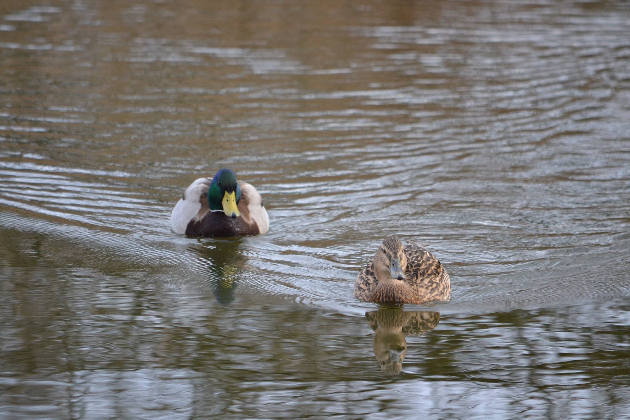 Wilde eenden...