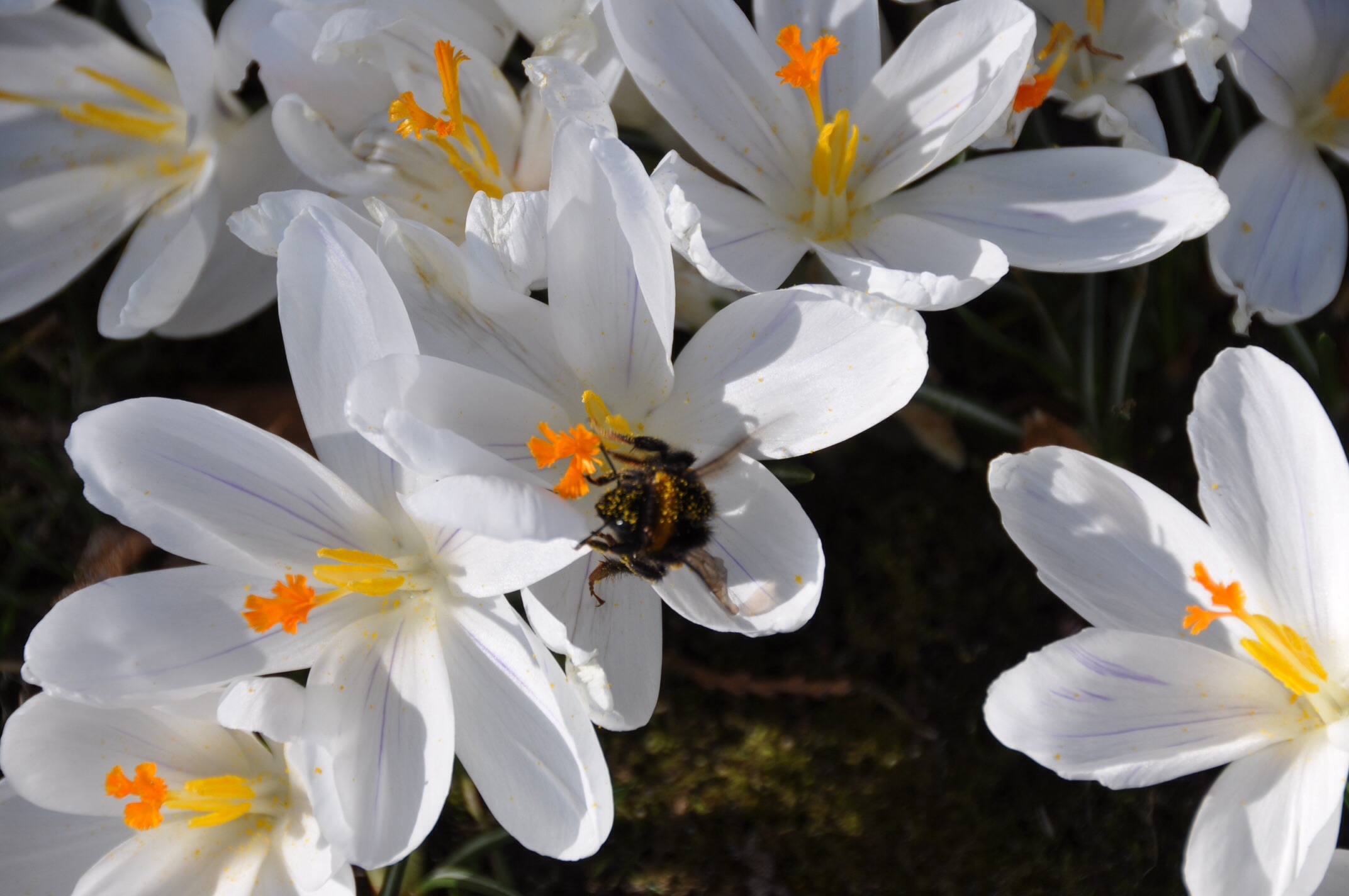 Krokus met hommel