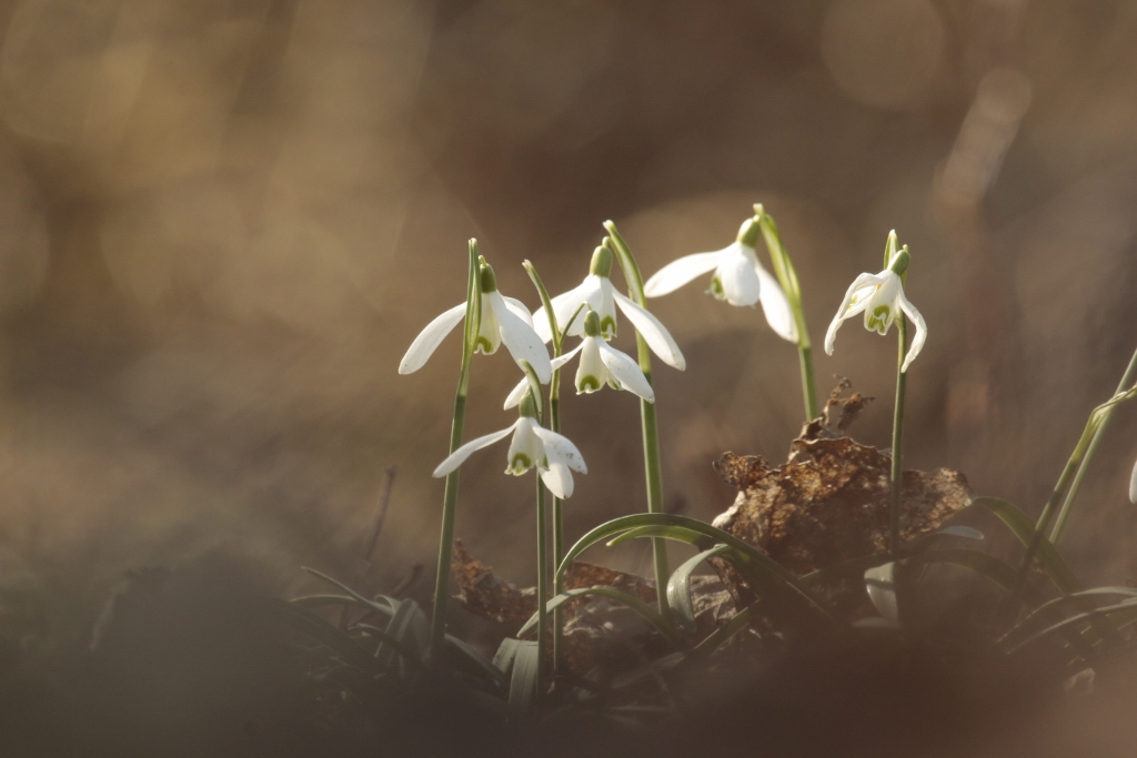 sneeuwklokjes