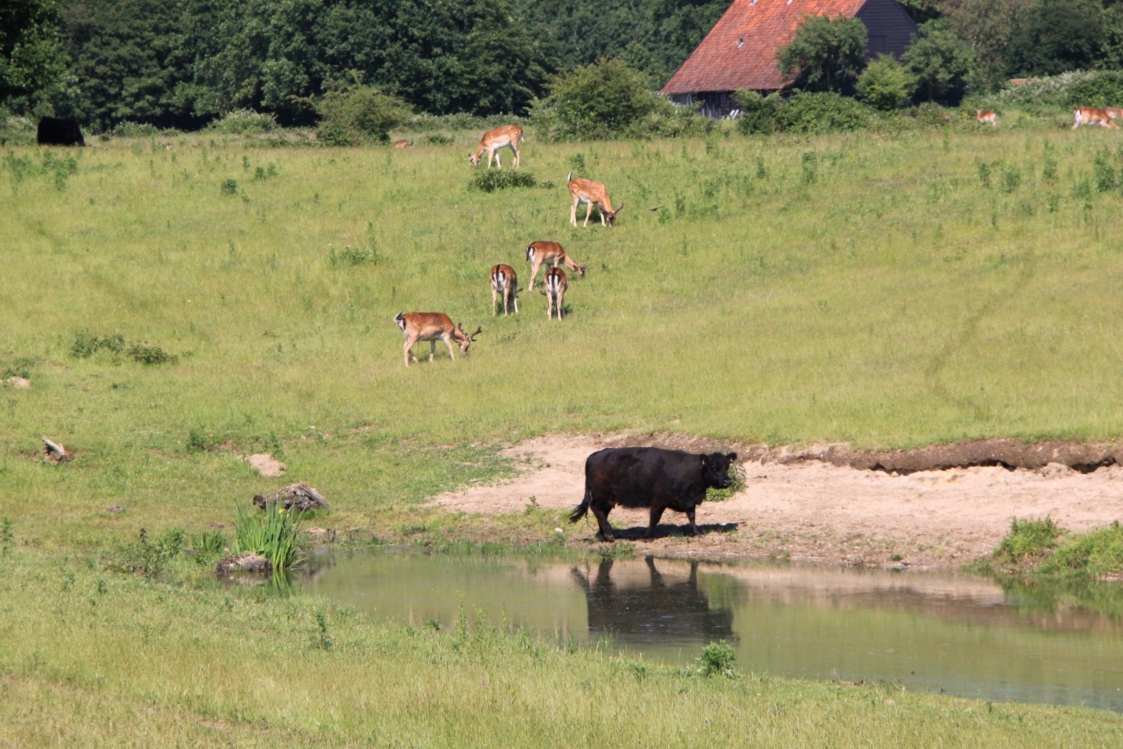 Damherten en Calowaykoe