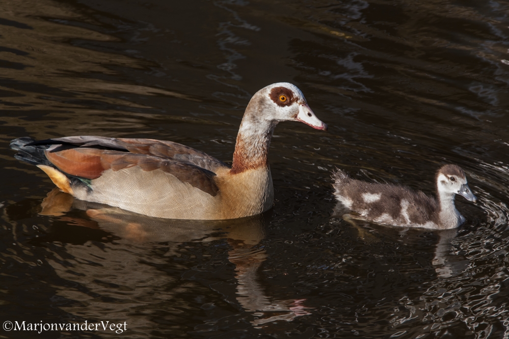 Lentekind met trotse ouder