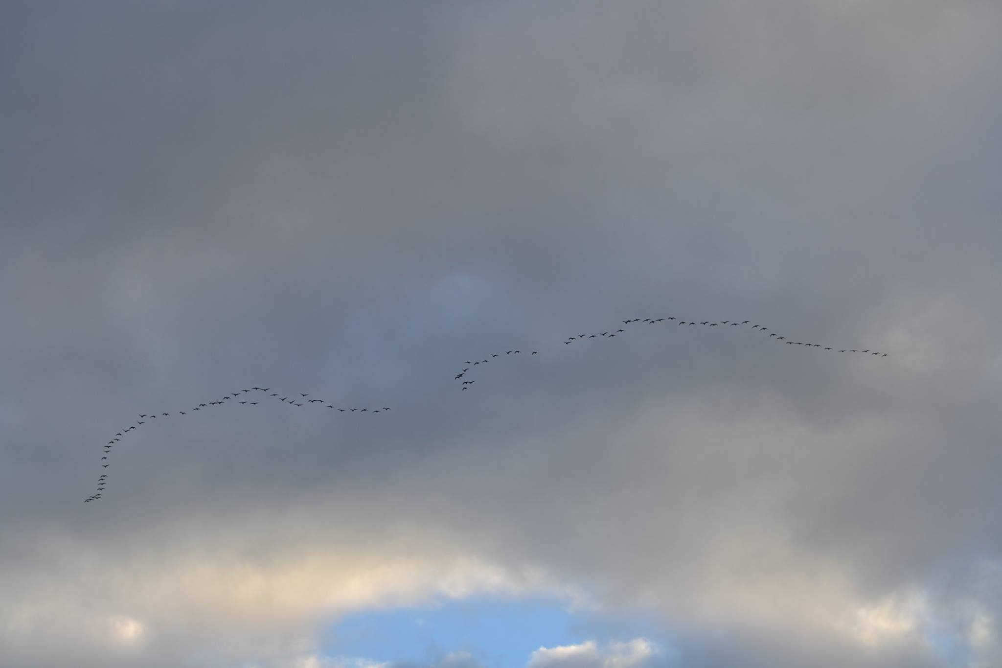 Trekvogels