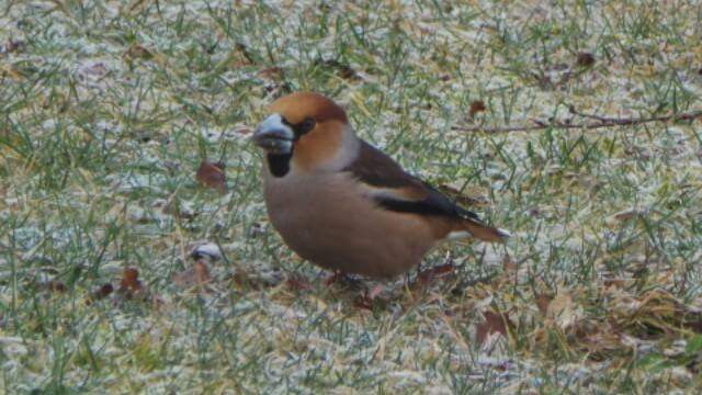 Appelvink