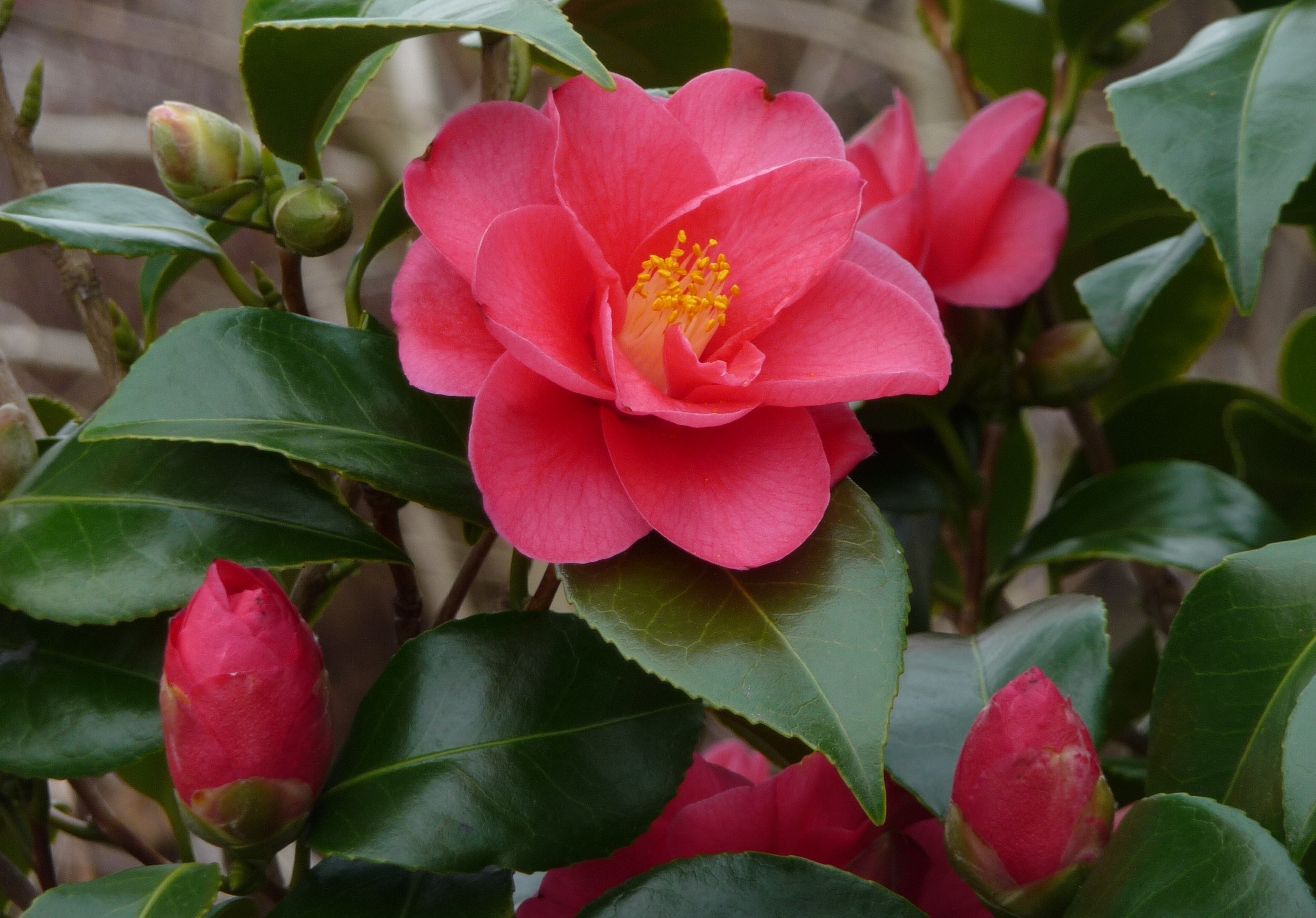 Camellia