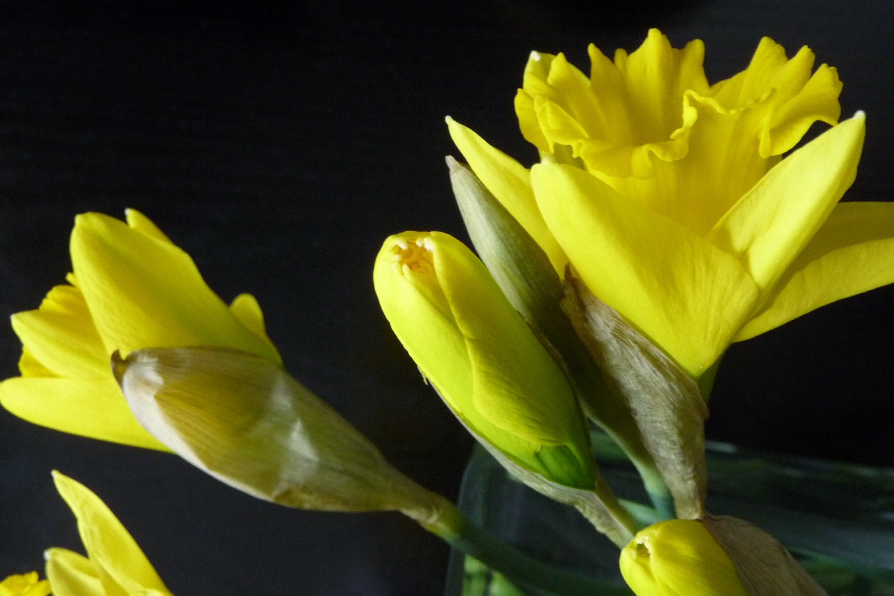Narcissen