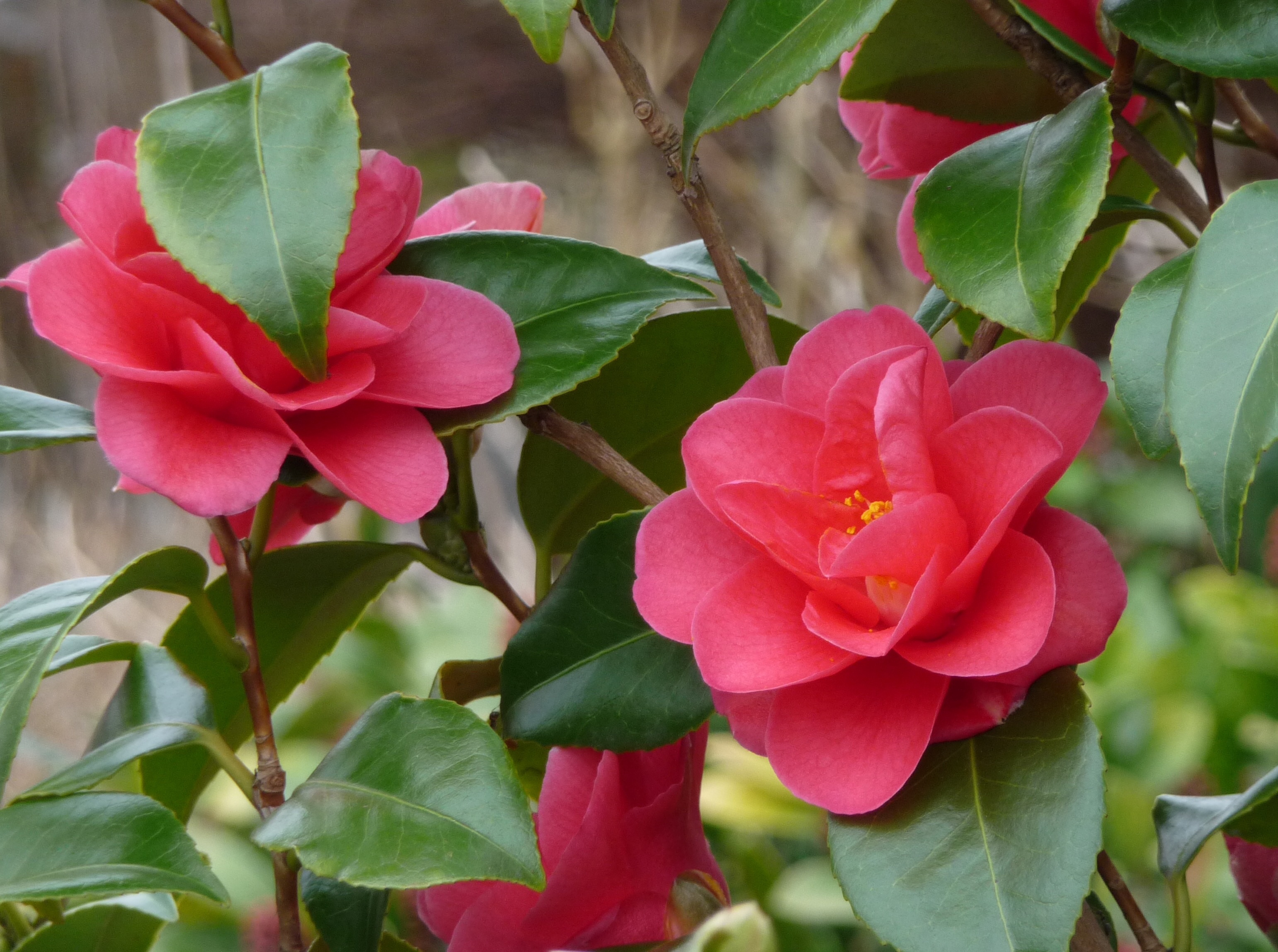 Camelia