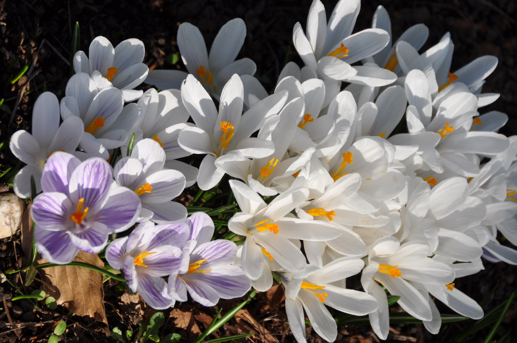 Witte krokussen