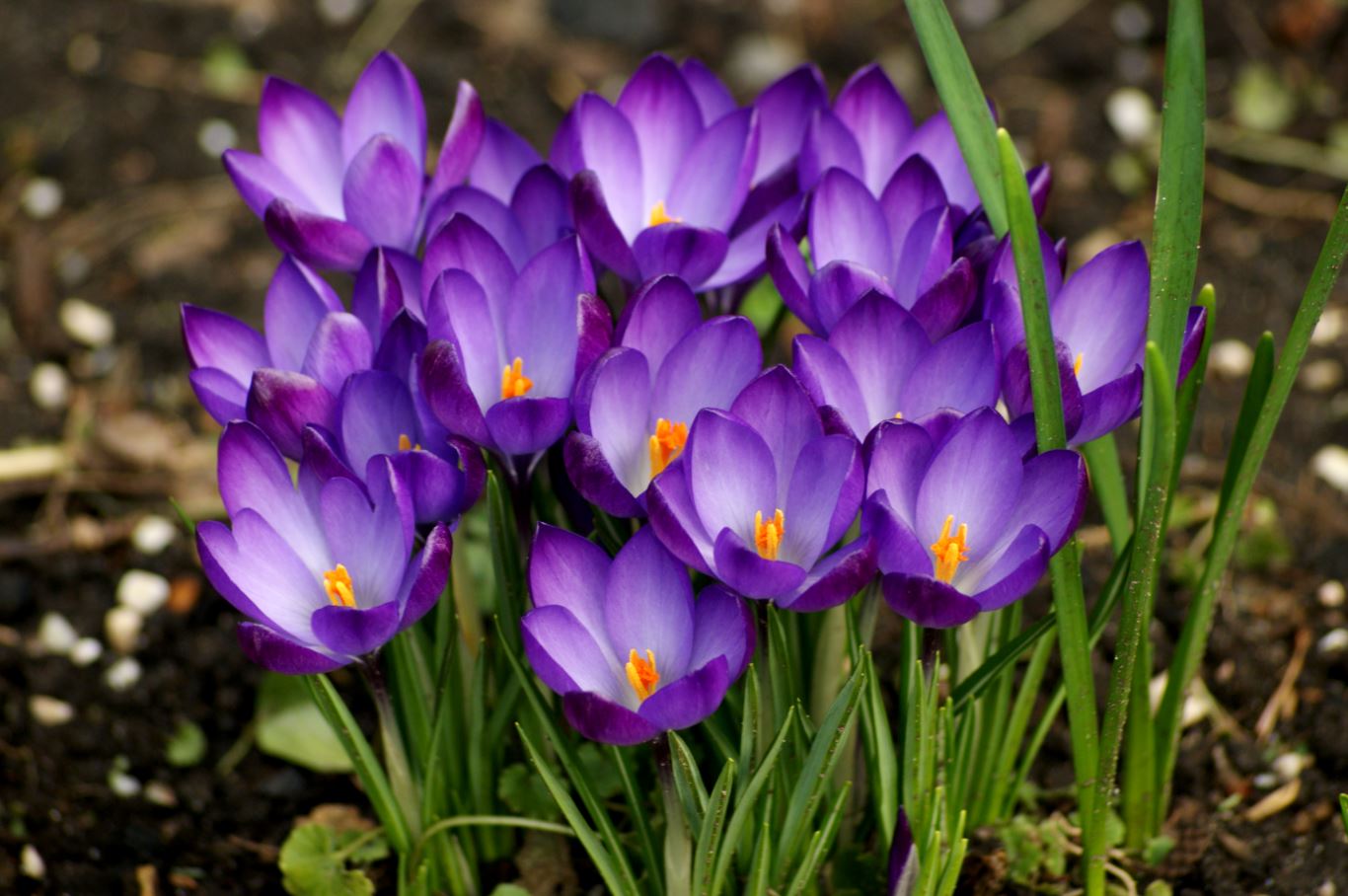 Voorjaar - Paarse krokussen