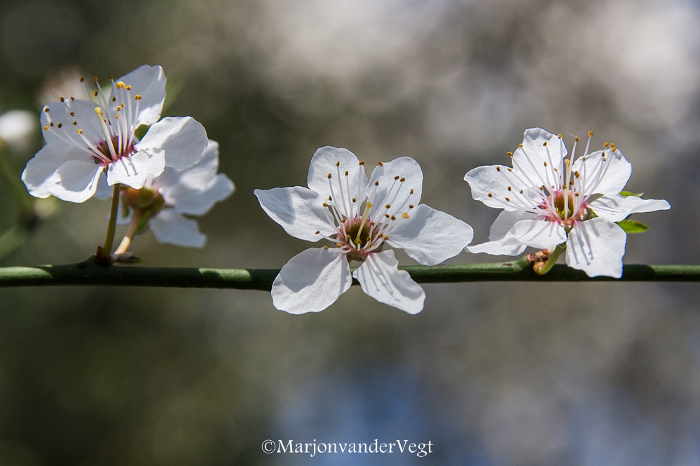 Voor alle verliefden !!